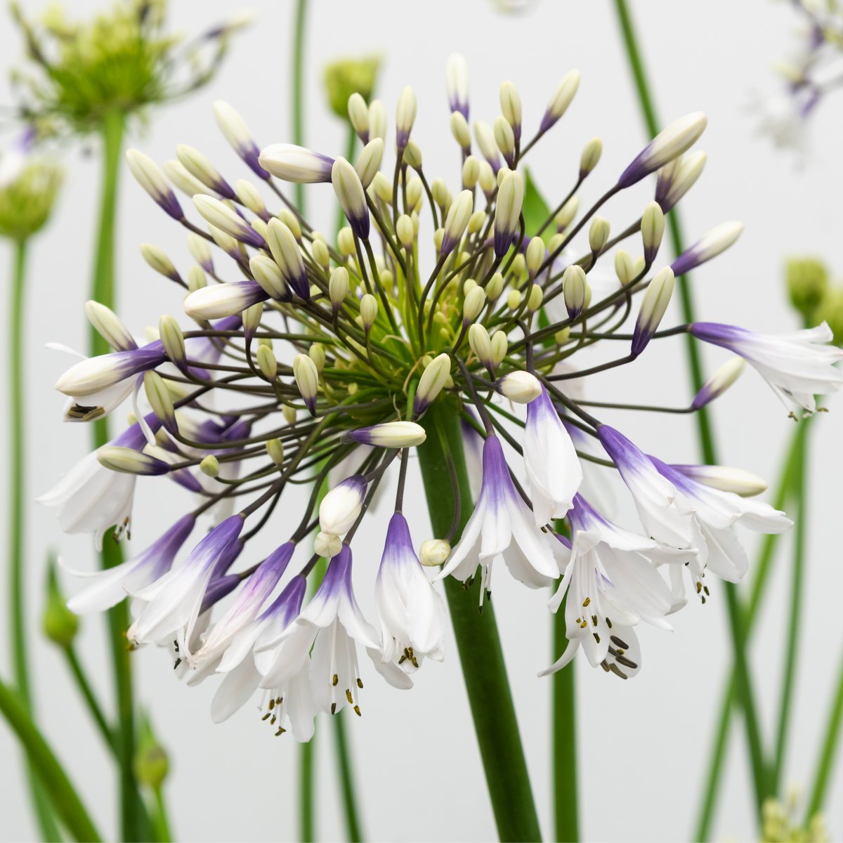 Agapanthus &#39;Fireworks&#39; 2L