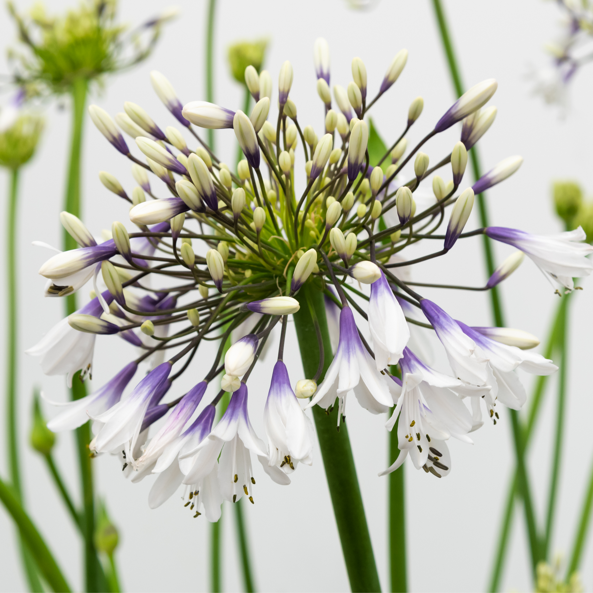 Agapanthus 'Fireworks' 2L