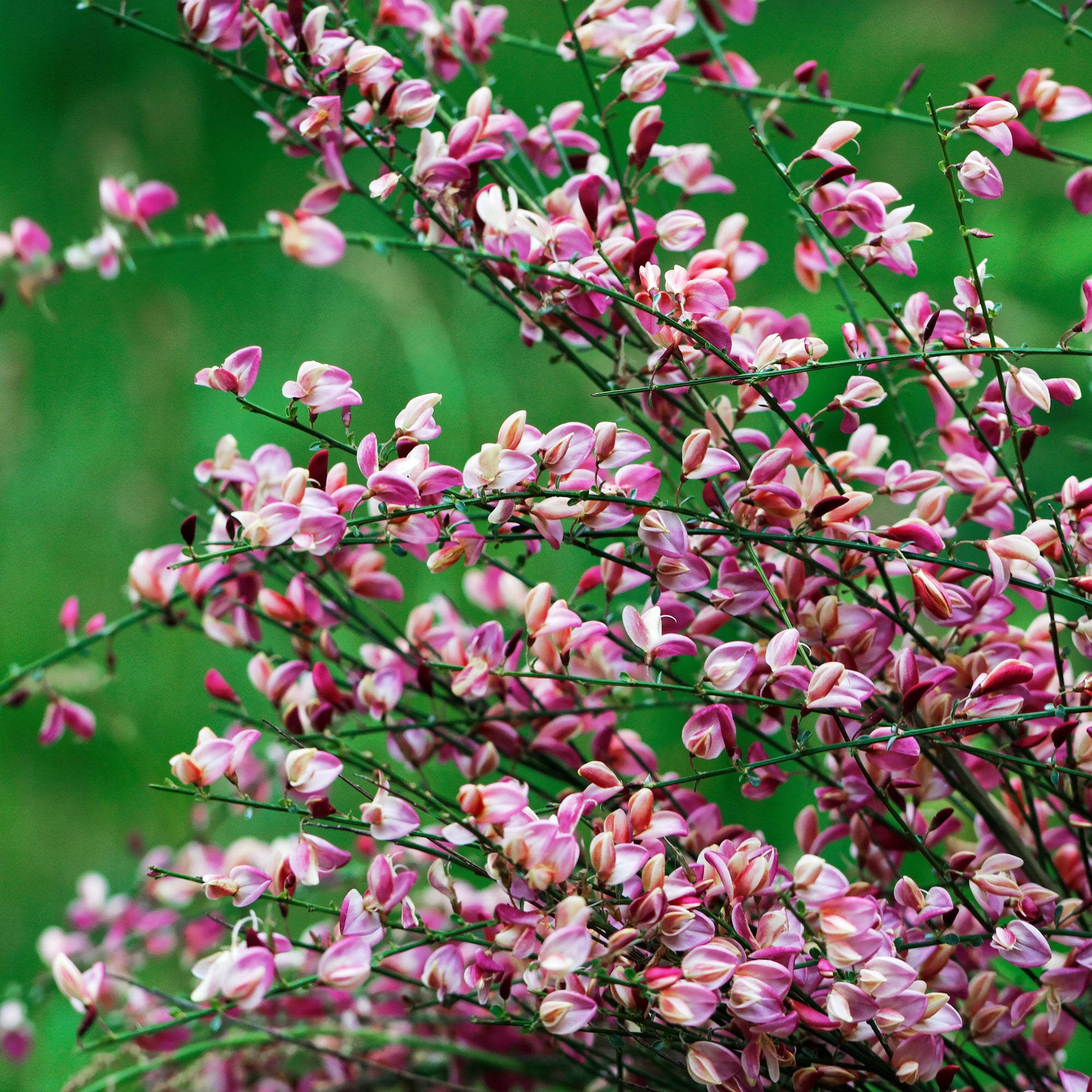 Cytisus 'Hollandia' (Broom) Pink 2L