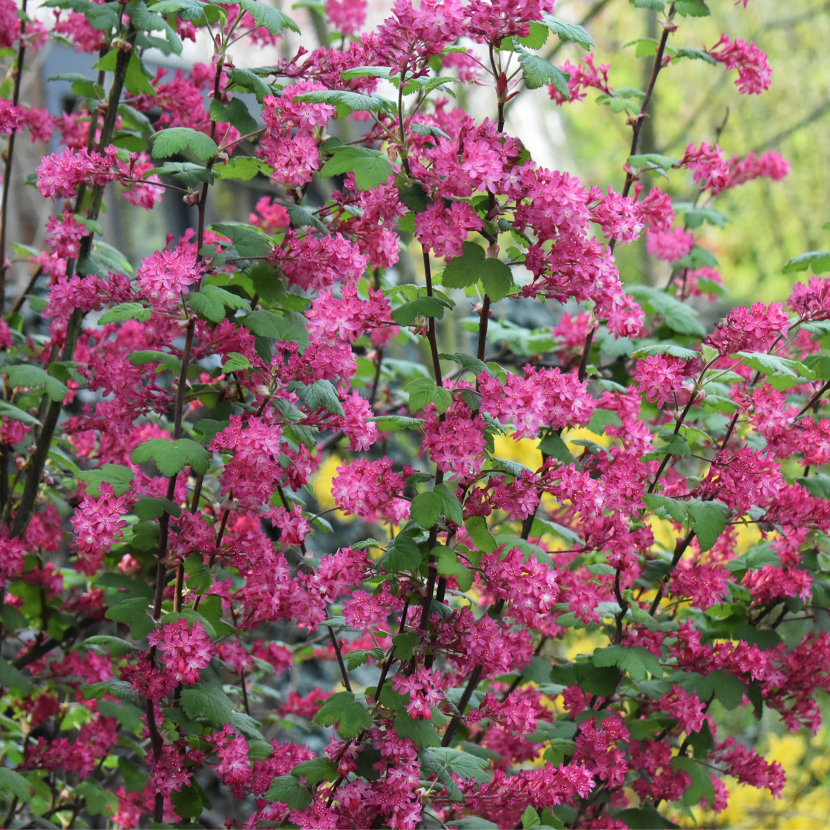 A Ribes sanguineum &#39;King Edward VII&#39; Flowering Currant 2L 30-40cm, with clusters of bright pink flowers and green leaves, growing outdoors in a garden.