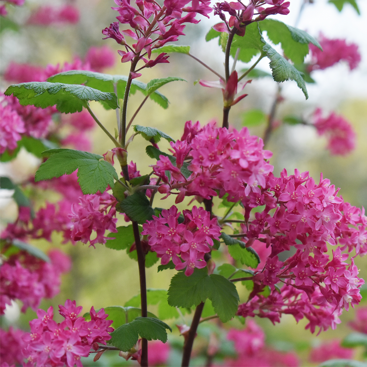 Clusters of bright pink flowers and green leaves on the Ribes sanguineum &#39;King Edward VII&#39; Flowering Currant 2L (30-40cm), set against a softly blurred backdrop of greenery and more pink blossoms.