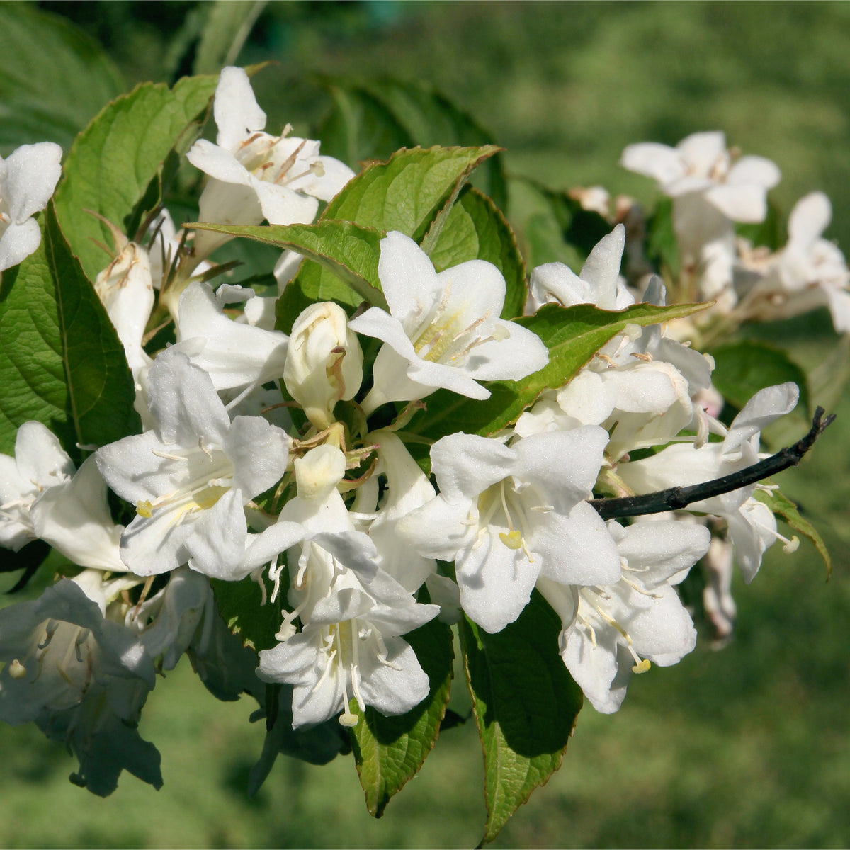 Weigela &#39;Bristol Snowflake&#39; 1L / 2L