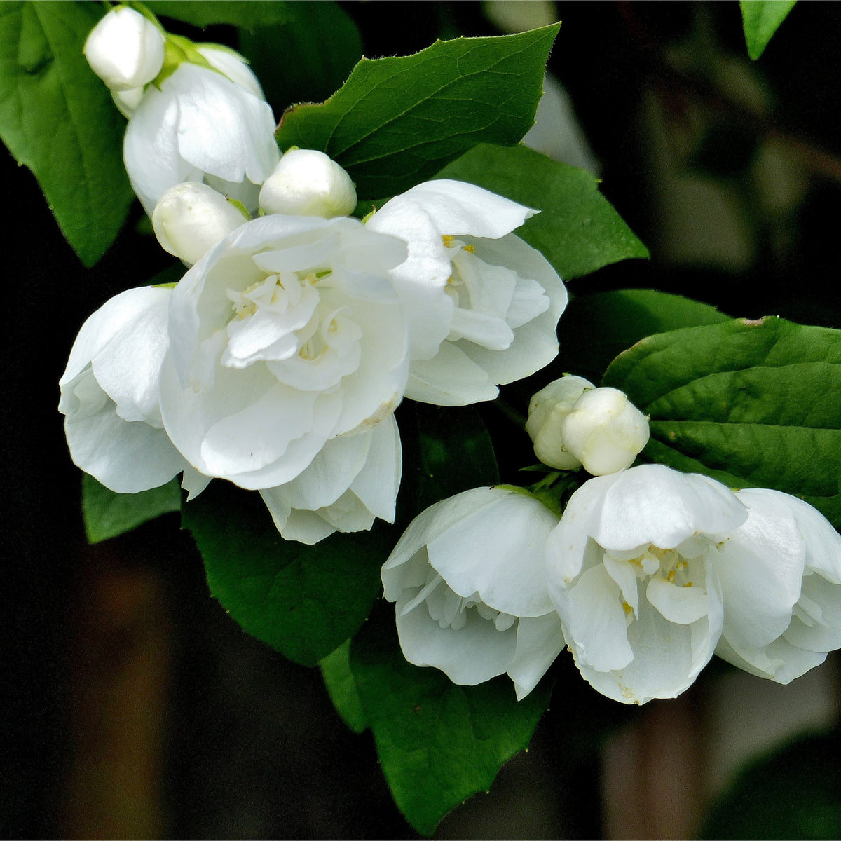 Philadelphus &#39;Snowbelle&#39; features fragrant white, double jasmine-like flowers and small buds among dark green leaves. This deciduous shrub is available in 9cm, 1L, 2L, and 5L sizes.