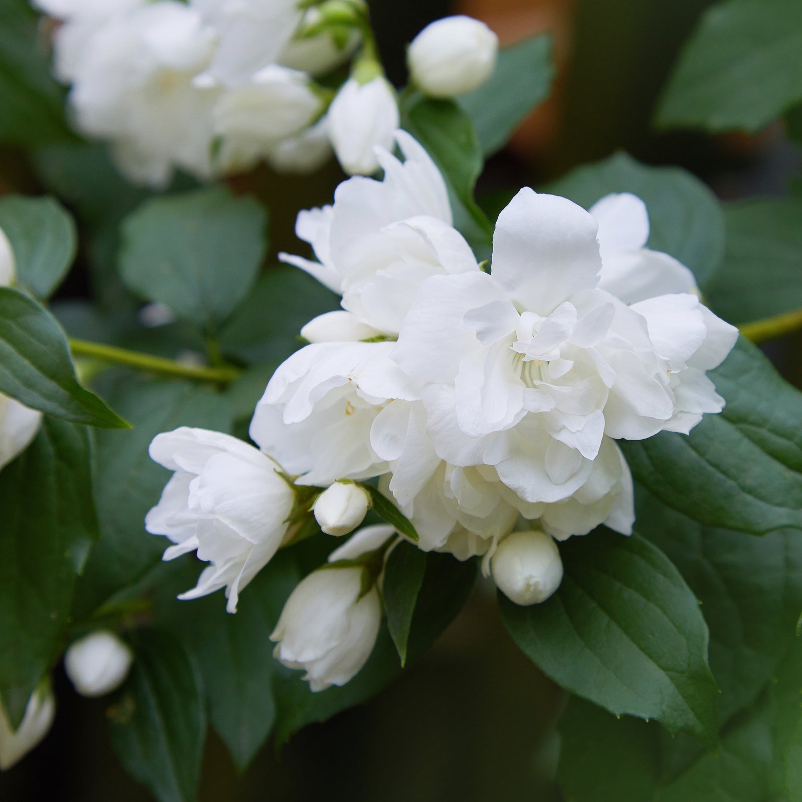 A close-up of fragrant white Philadelphus 'Snowbelle' blooms surrounded by green leaves and unopened buds, evoking the charm of this deciduous shrub. Available in 9cm, 1L, 2L, or 5L pots.