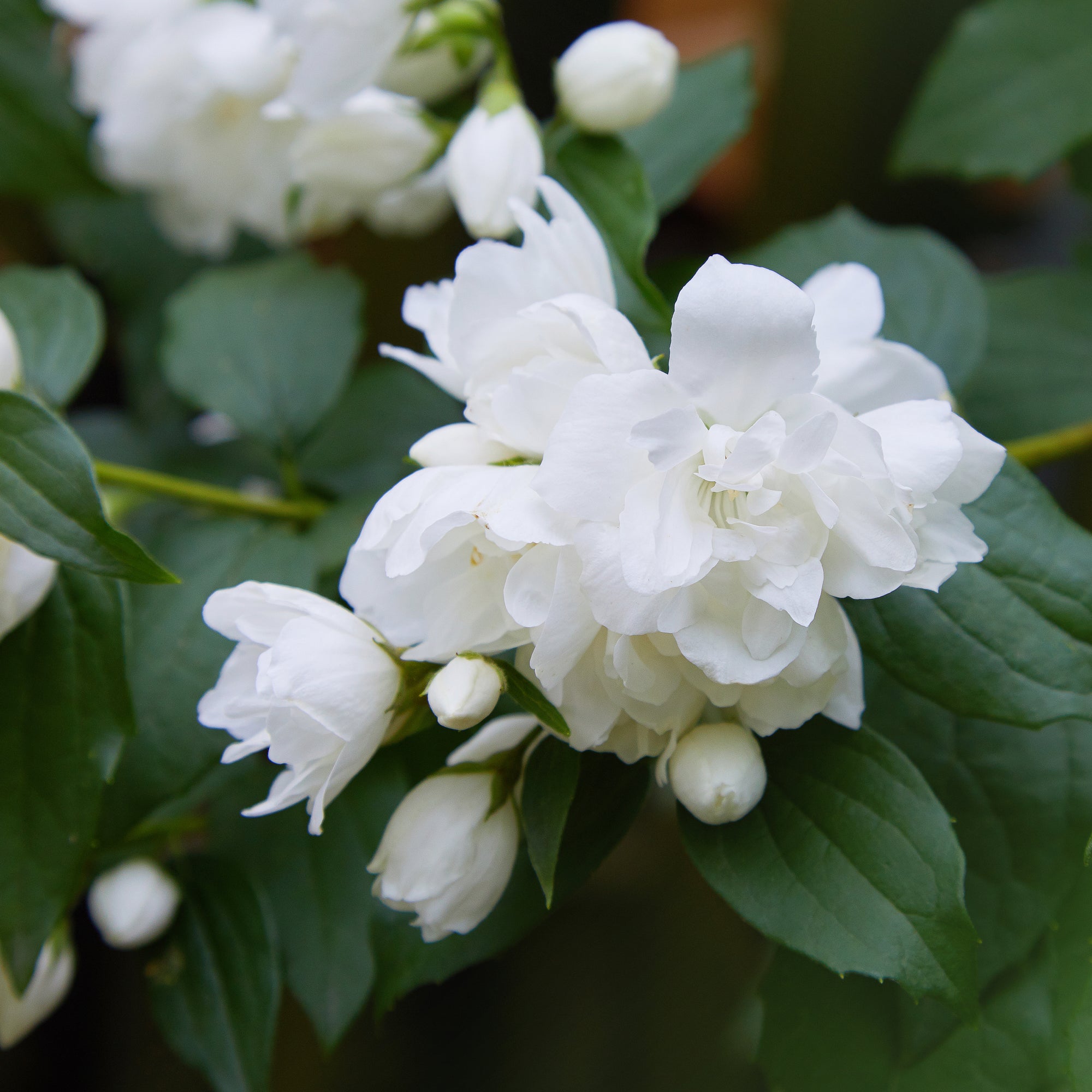 Philadelphus 'Snowbelle' 1L / 2L /5L