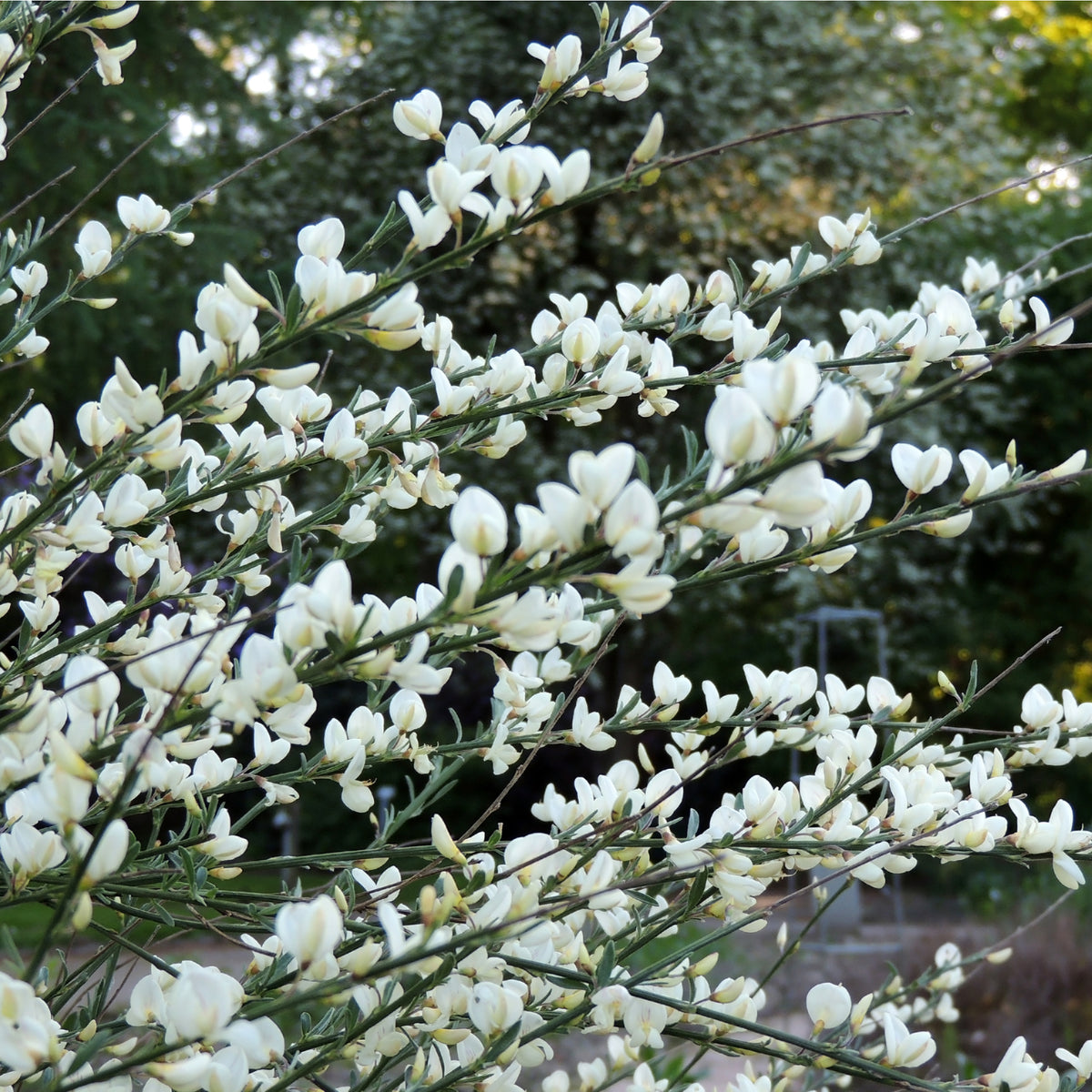 In the foreground, Cytisus (Broom) &#39;White Lion&#39;—a low-maintenance shrub in a 1L or 2L pot—displays masses of small, snow white flowers, standing out against a backdrop of blurred green foliage for a tranquil spring scene.