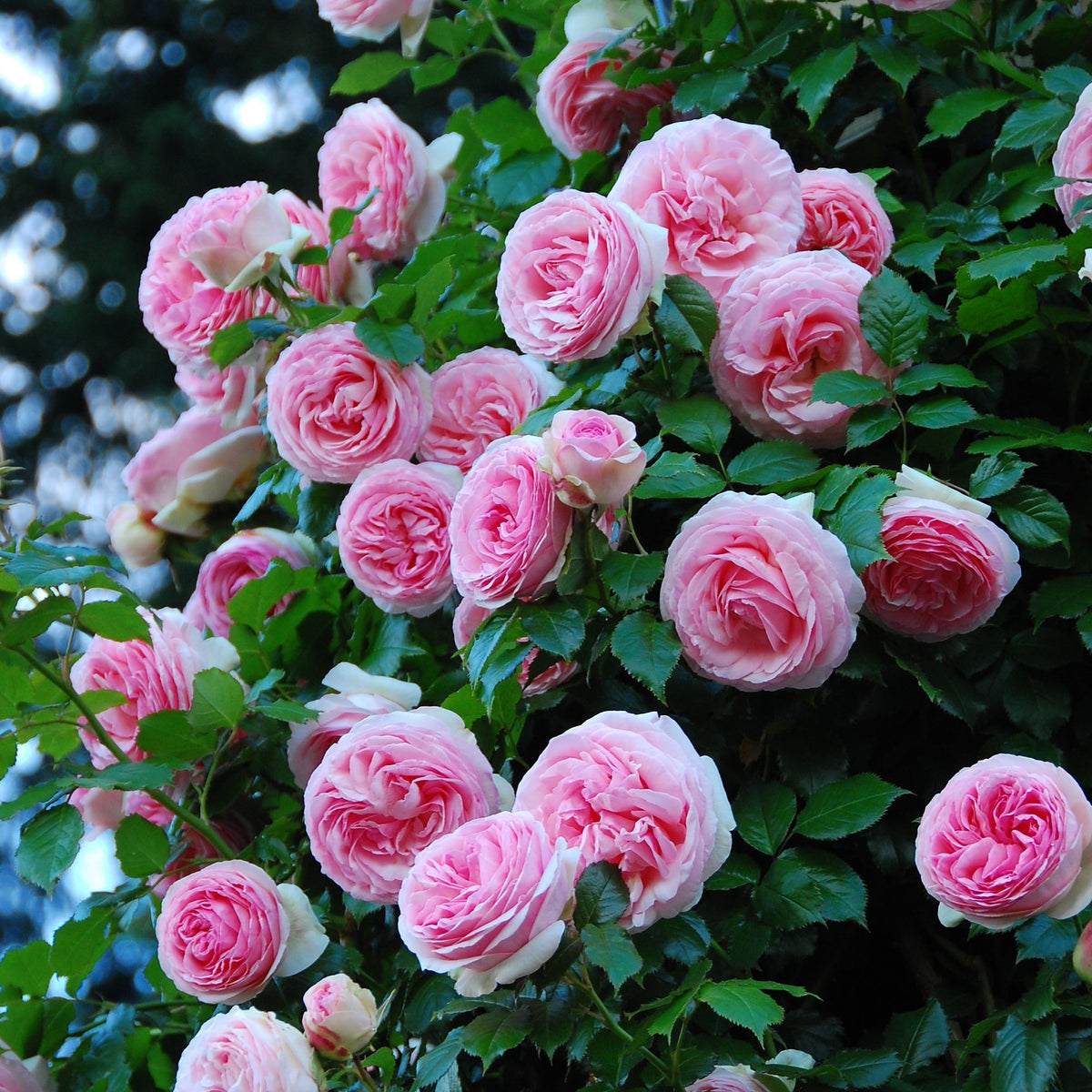 Climbing Rose 'Crazy In Love' - Pink 2L features lush pink blooms with layered petals in soft pink and white hues, surrounded by green leaves and set against a dark, blurred background.