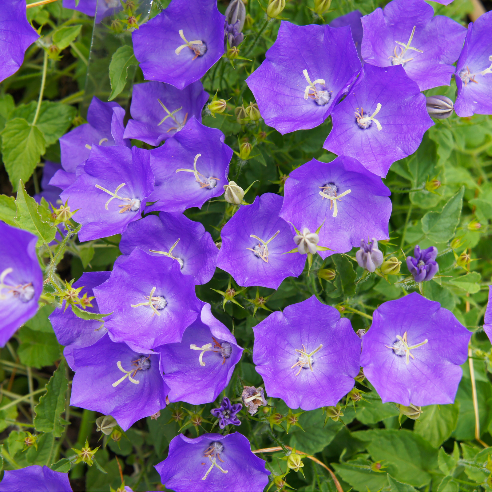 Campanula (Bell Flower) Pristar ‘Deep Blue’ 1.5L features clusters of vibrant purple, bell-shaped blooms with white stamens and green foliage, creating a compact, pollinator-friendly perennial ideal for any garden.