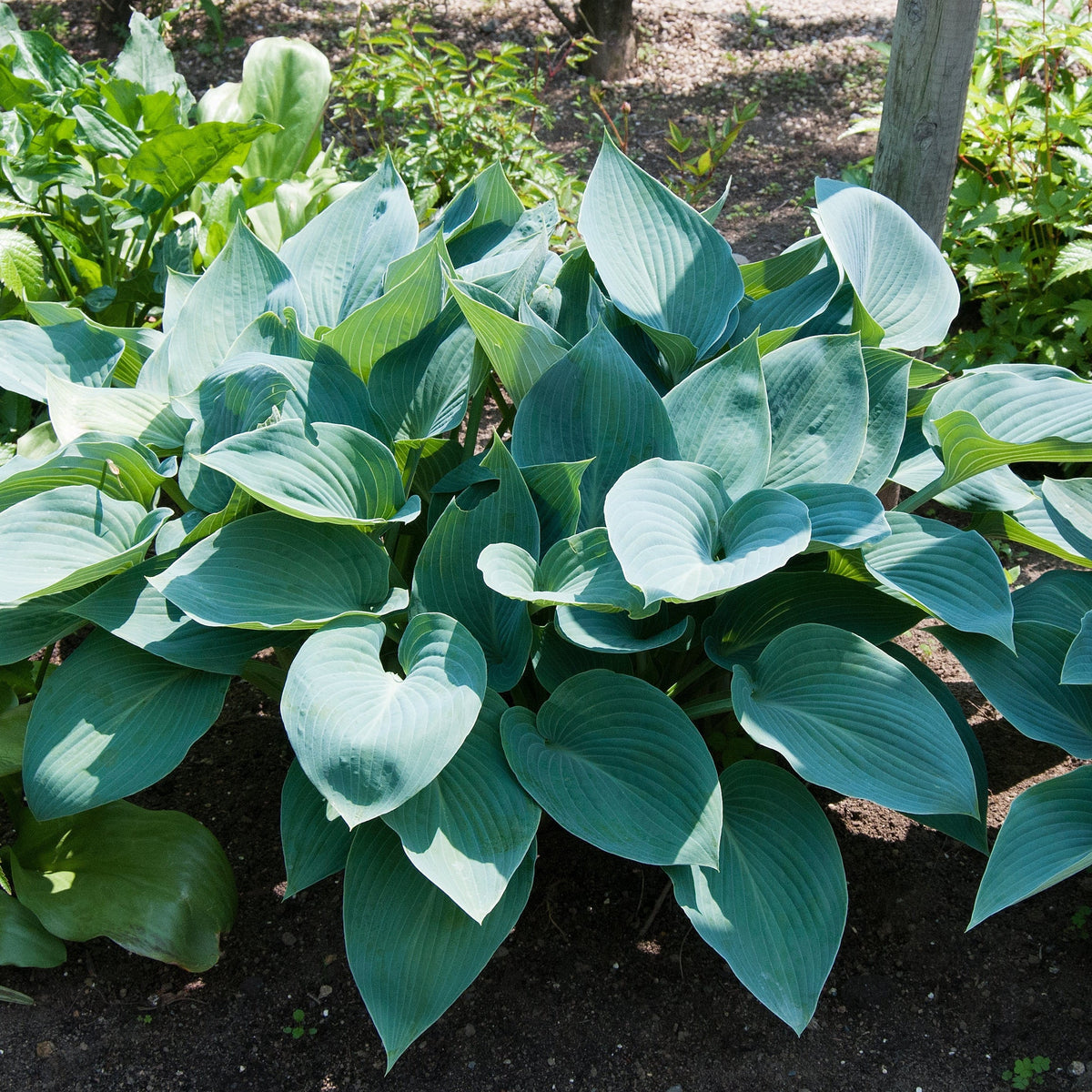Hosta &#39;Halcyon&#39; 9cm/1.5L/2L