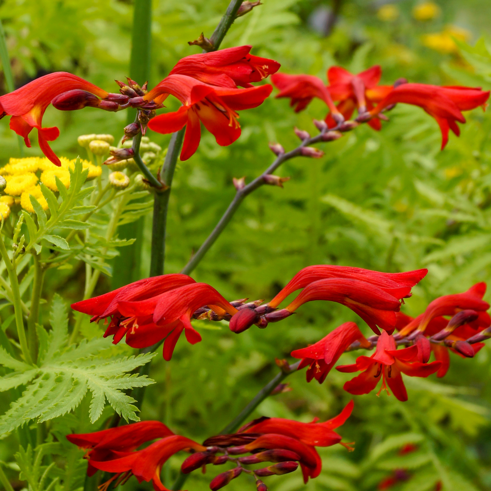 Crocosmia x crocosmiiflora 'Emberglow' (9cm/2L) features fiery red, arching blooms on slender stems above fern-like leaves and yellow flowers, creating a vibrant, summery display.