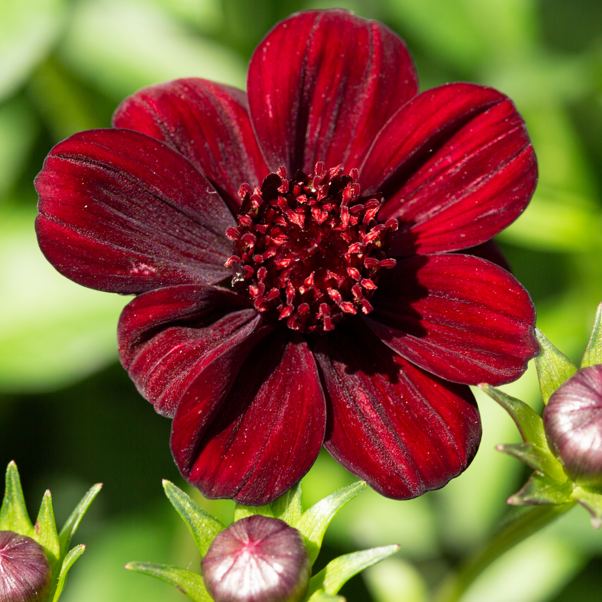 Cosmos &#39;Cherry Chocolate&#39; 9cm