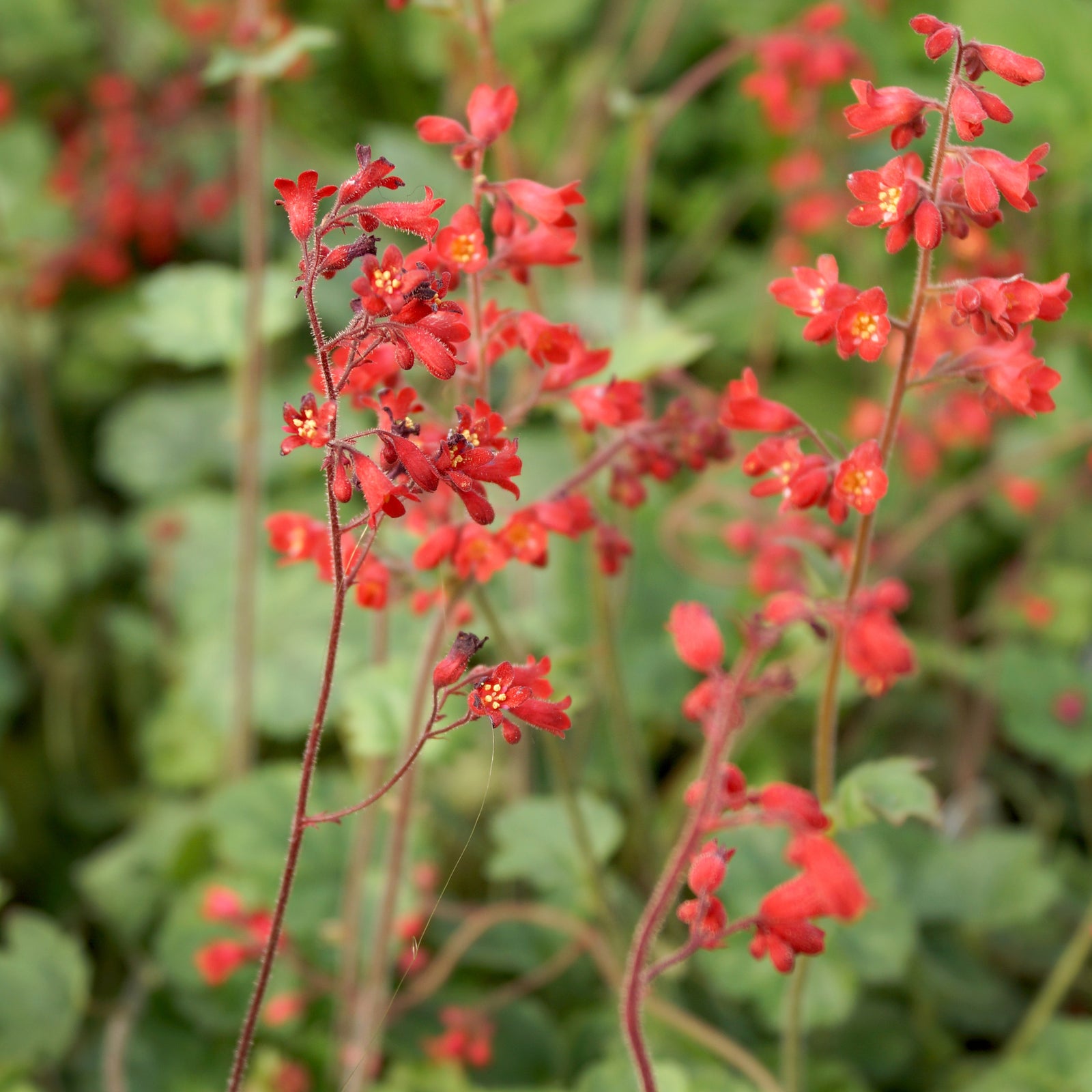 Red flowers with yellow centers bloom on thin stems against green foliage, making Heuchera 'Ruby Bells' 9cm/2L Growers Pot a vibrant choice for your shade garden.