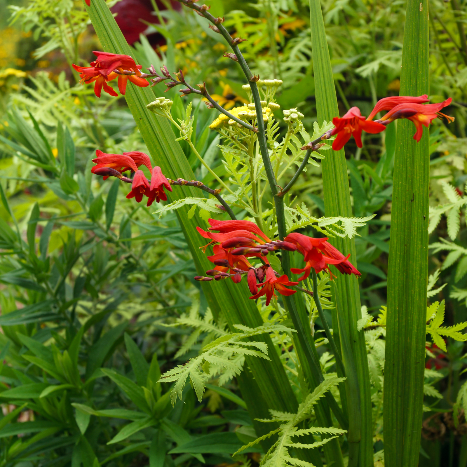 Crocosmia x crocosmiiflora 'Emberglow' (9cm/2L) features fiery red, arching blooms on slender stems above fern-like leaves and yellow flowers, creating a vibrant, summery display.