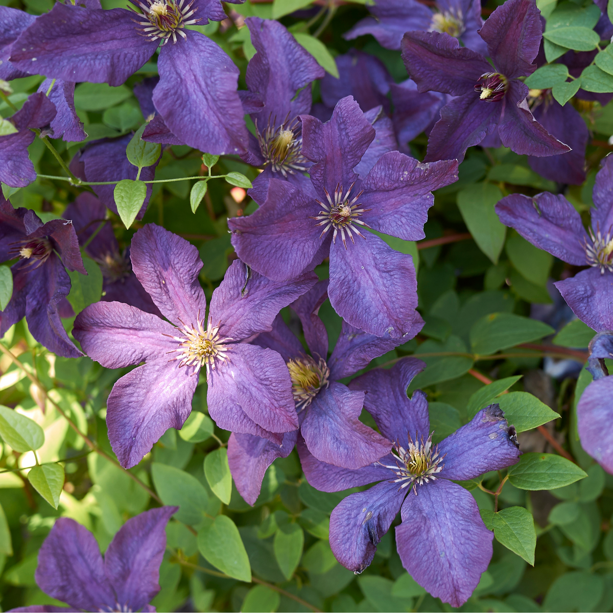 Clematis &#39;Sunny Sky&#39; 90-95cm