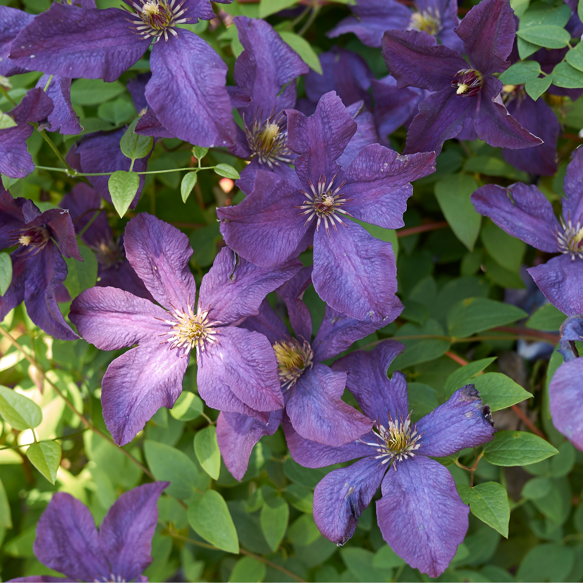 Clematis 'Sunny Sky' 90-95cm