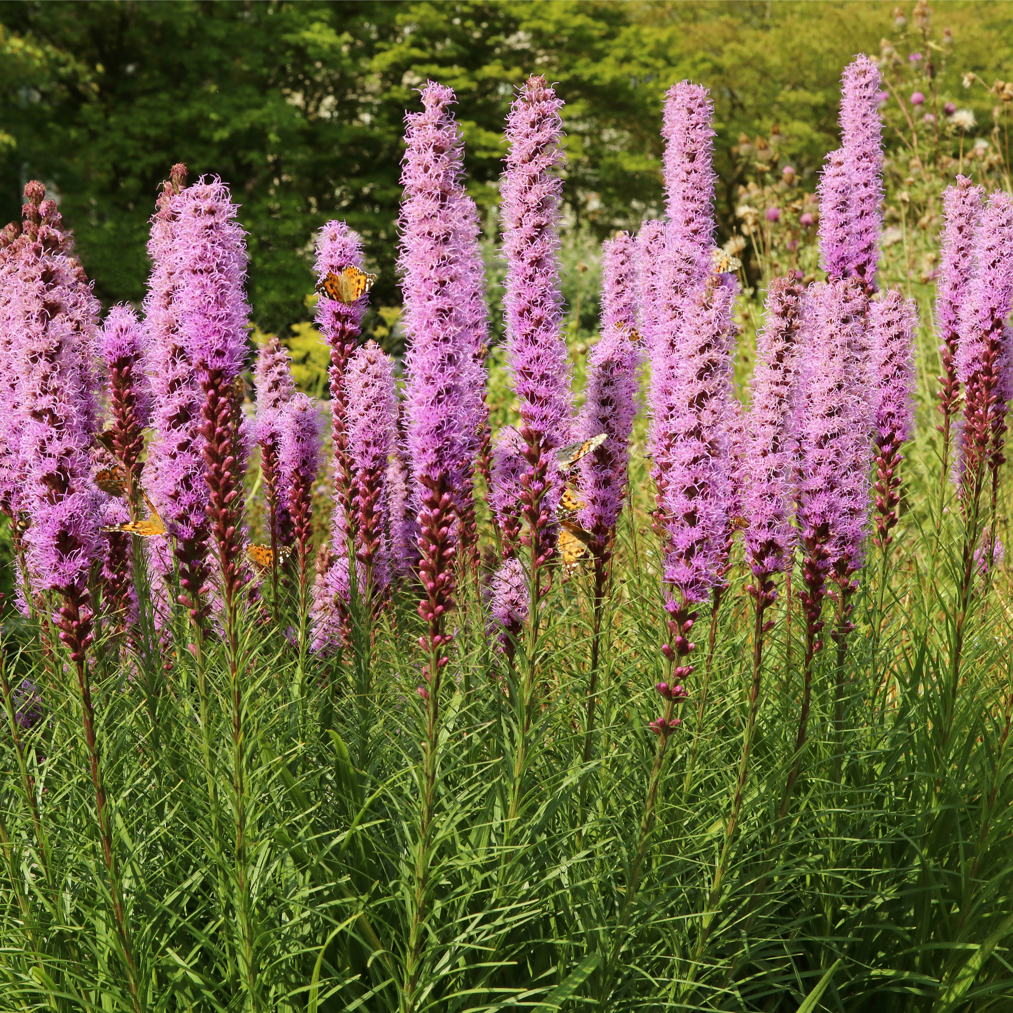 Liatris spicata Kobold 9cm/1.5L/3L