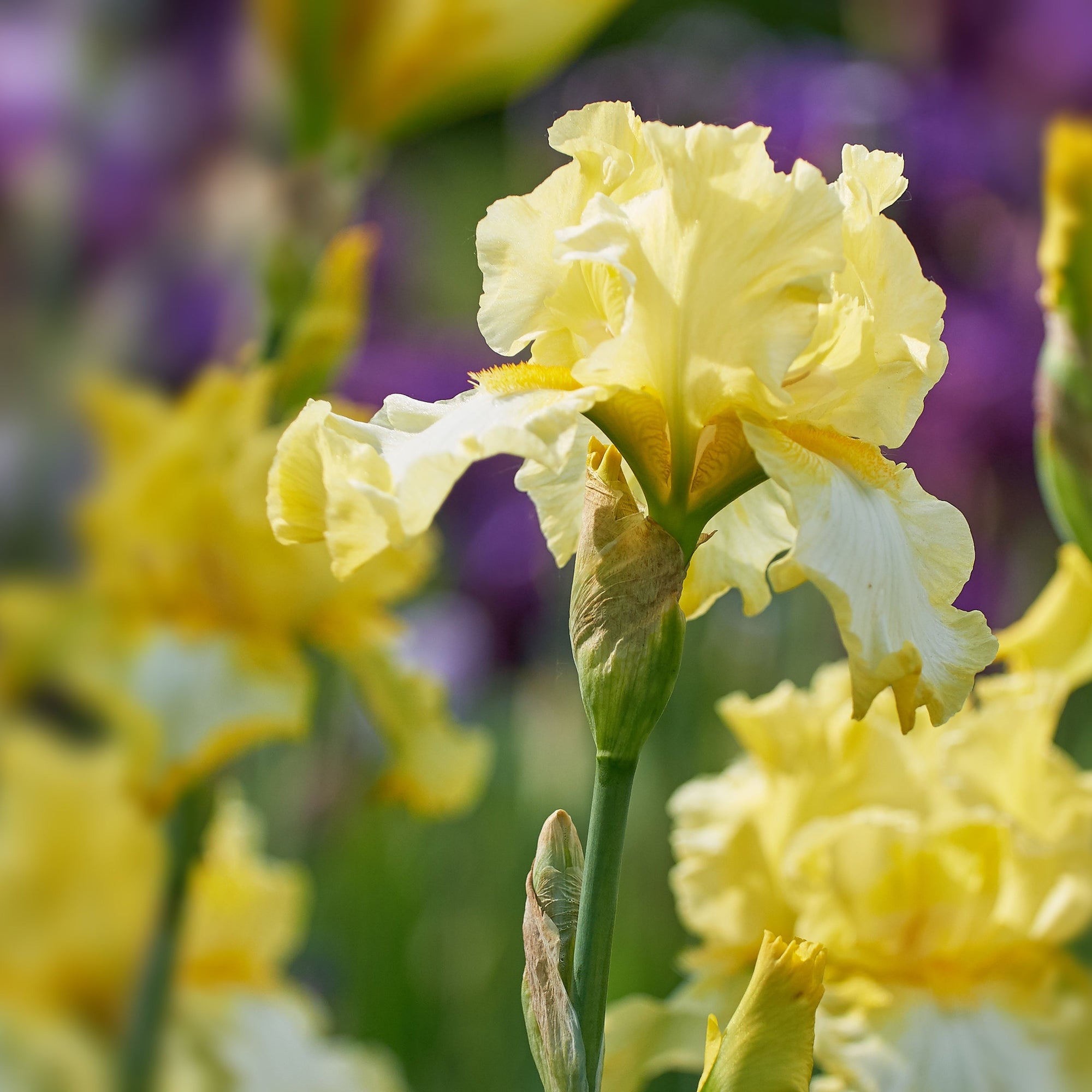 Iris 'Yellow Tail' 1.5L