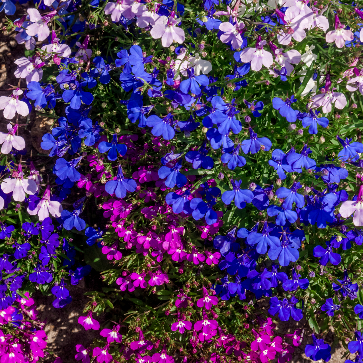Trailing Lobelia (Tray of 18)