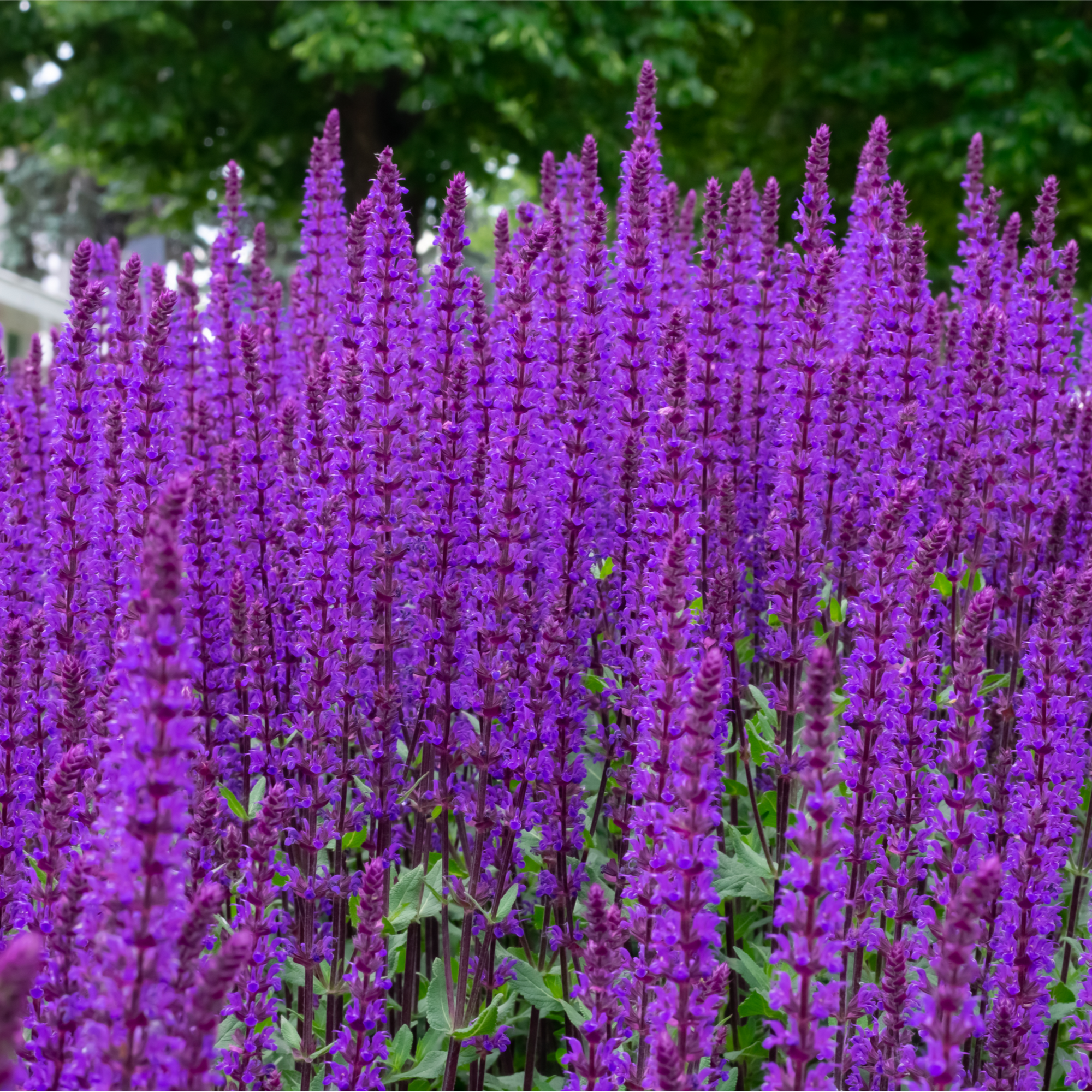 Salvia nemorasa 'Caradonna' 9cm / 2L