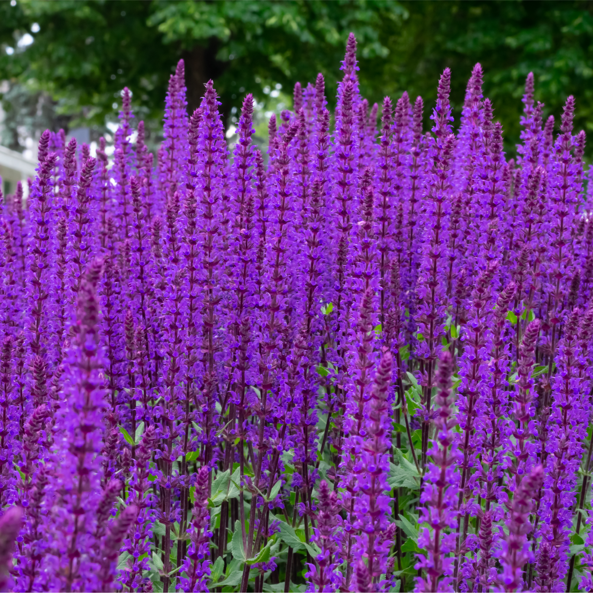 Salvia nemorasa 'Caradonna' 2L