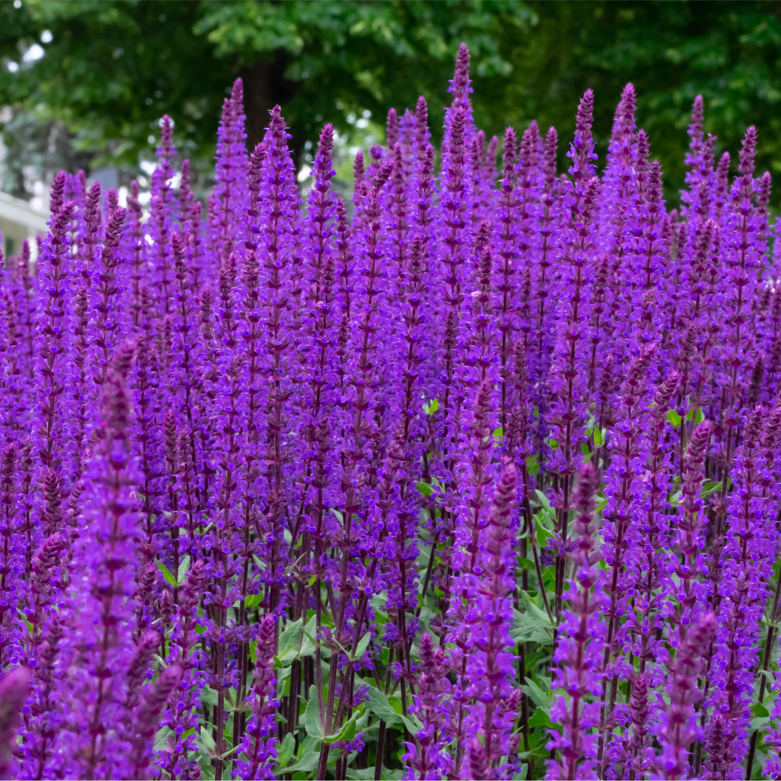A dense cluster of tall, slender Salvia - Apex Blue 2L with green leaves grows closely together in bright sunlight, showcasing these RHS Award of Garden Merit perennial flowers.