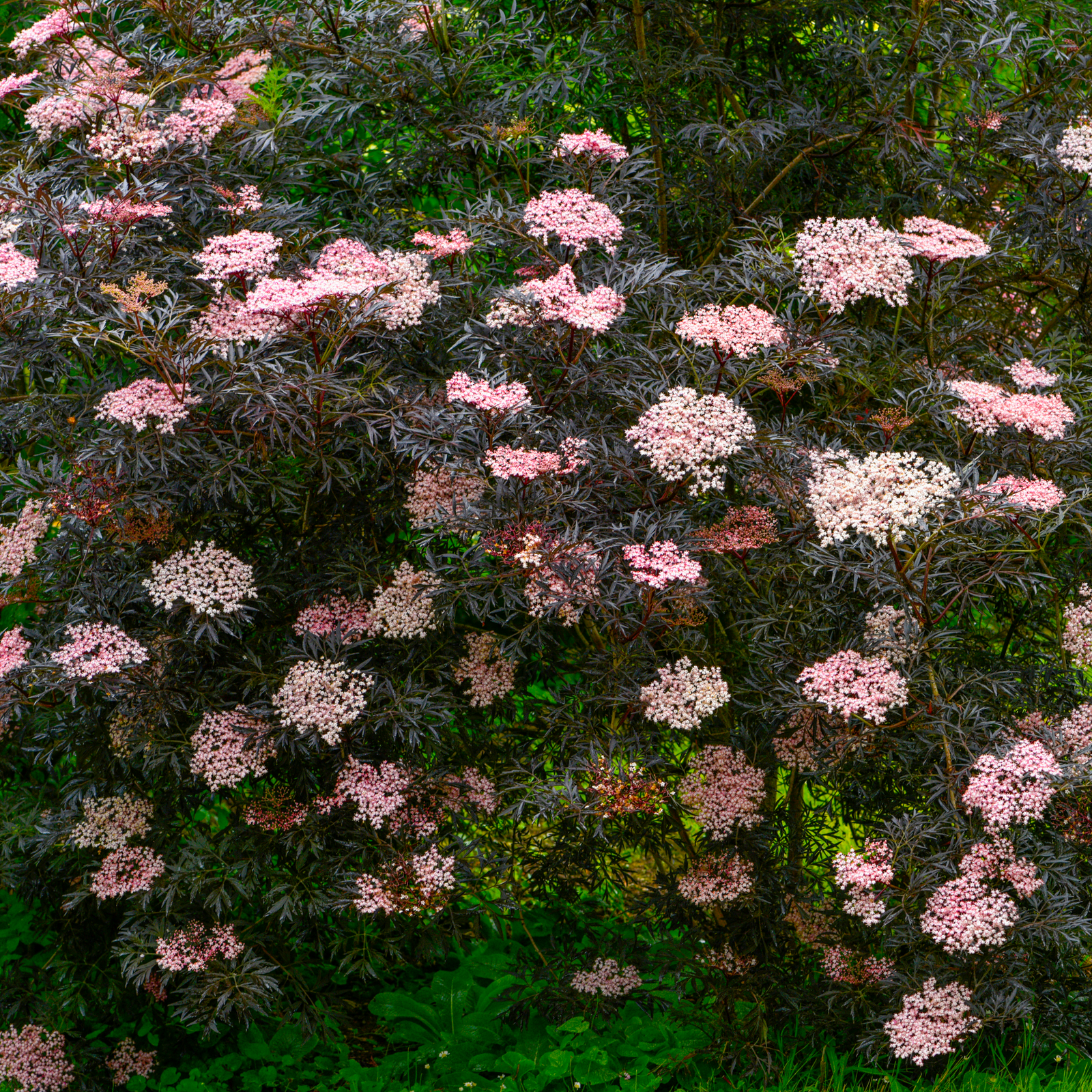 Sambucus nygra 'Black Lace' 9cm / 2L