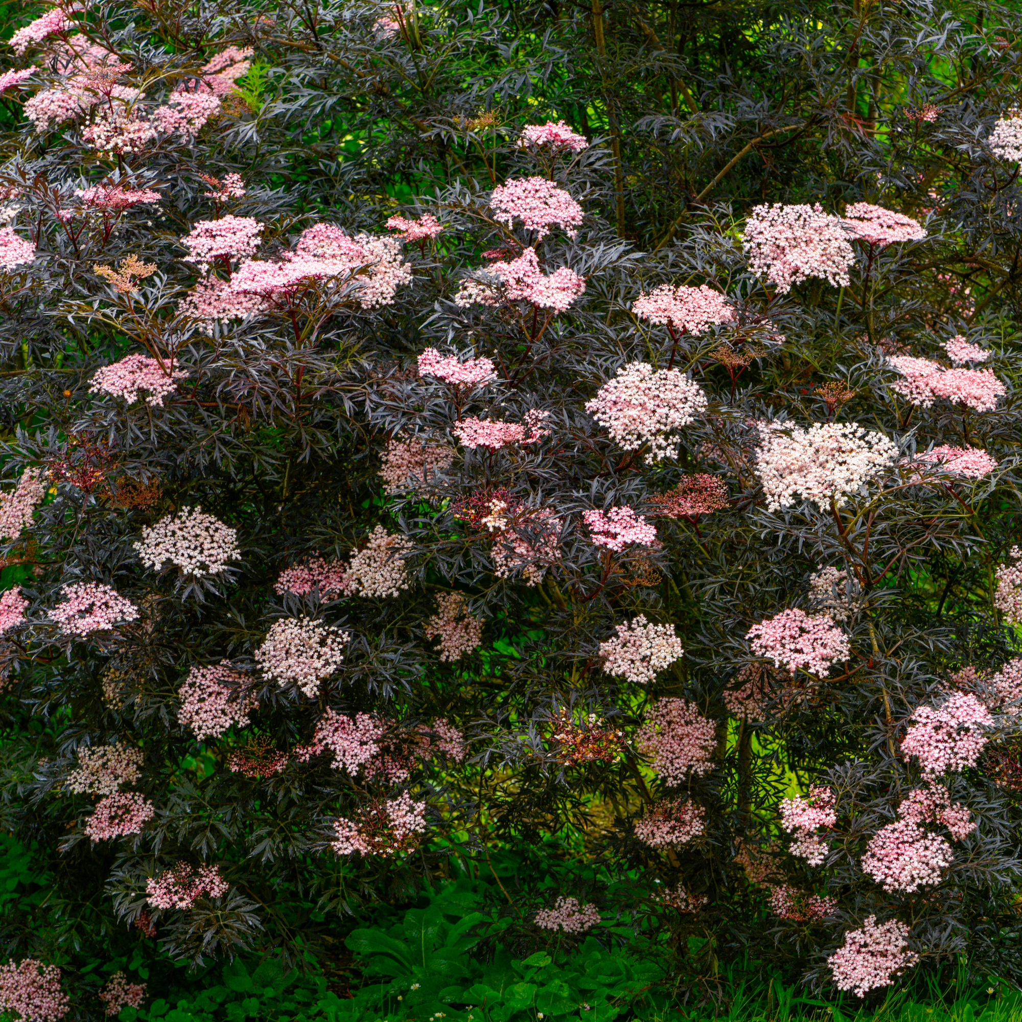 Sambucus nygra 'Black Lace' 2L