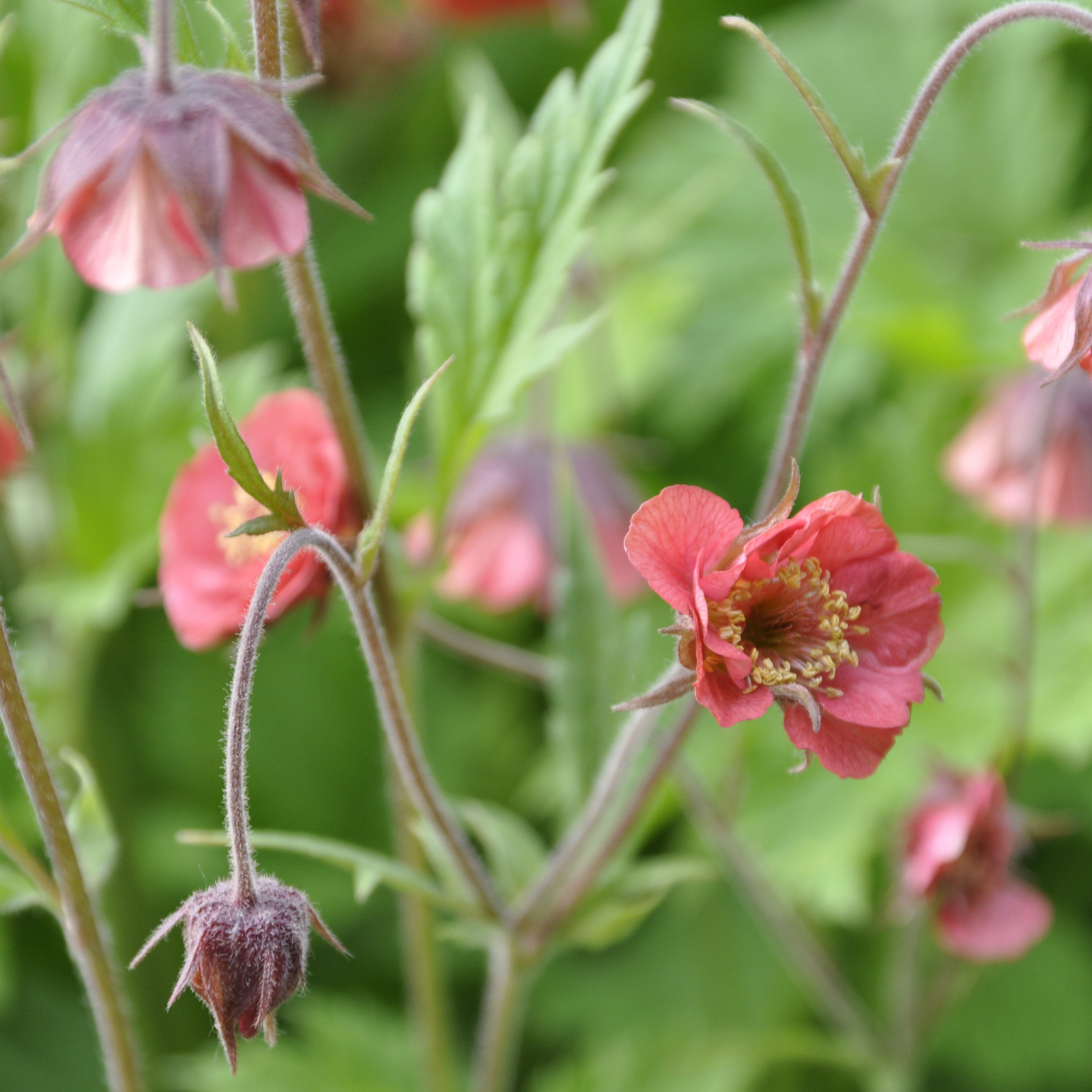 A close-up of Geum rivale 2L, a beautiful perennial garden plant also known as water avens.