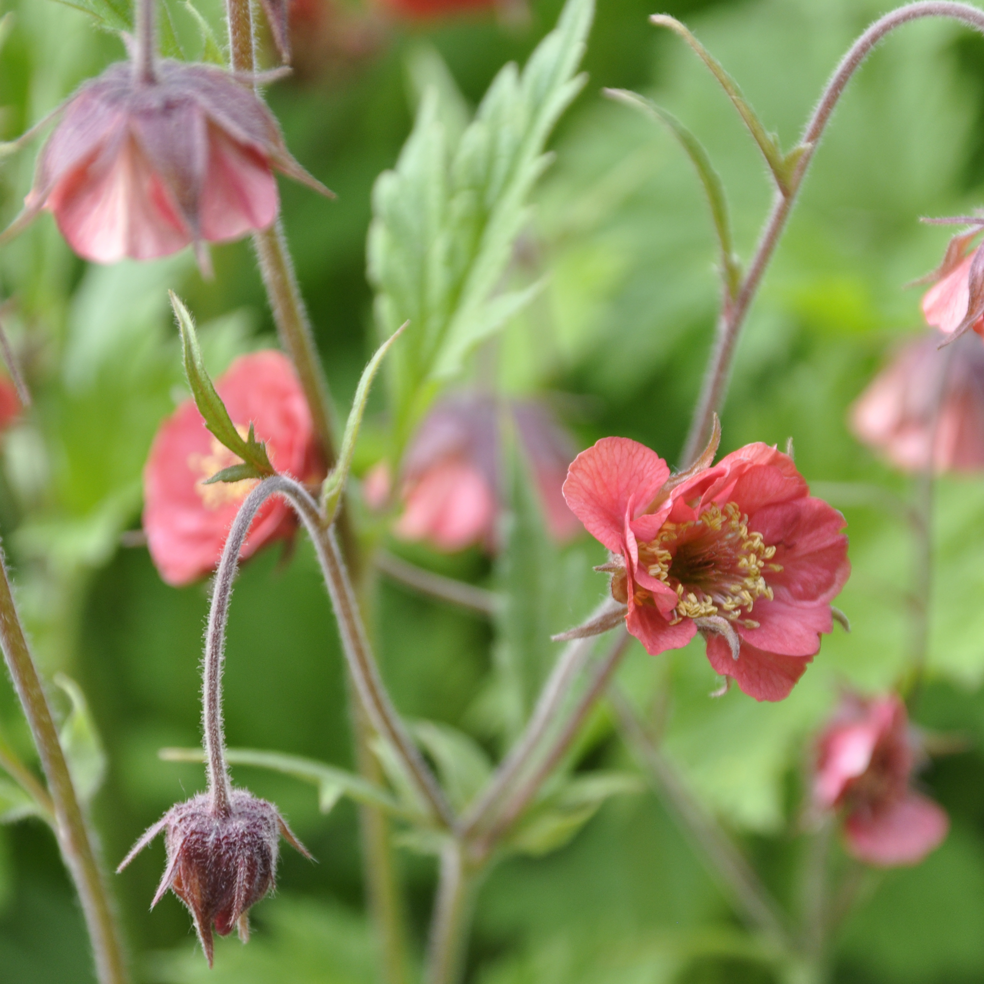 Geum rivale 2L