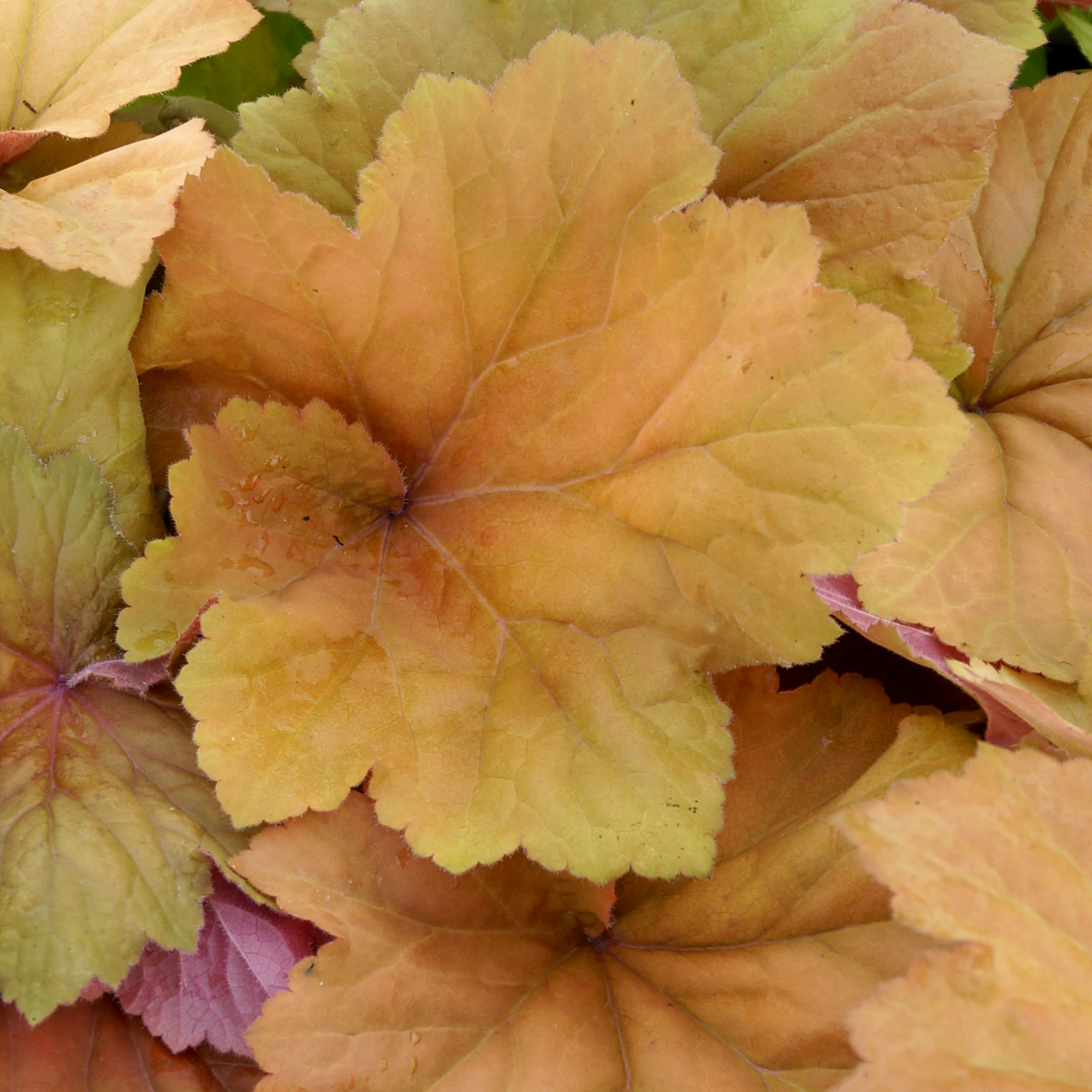 Heuchera 'Peach Flambe' 2L