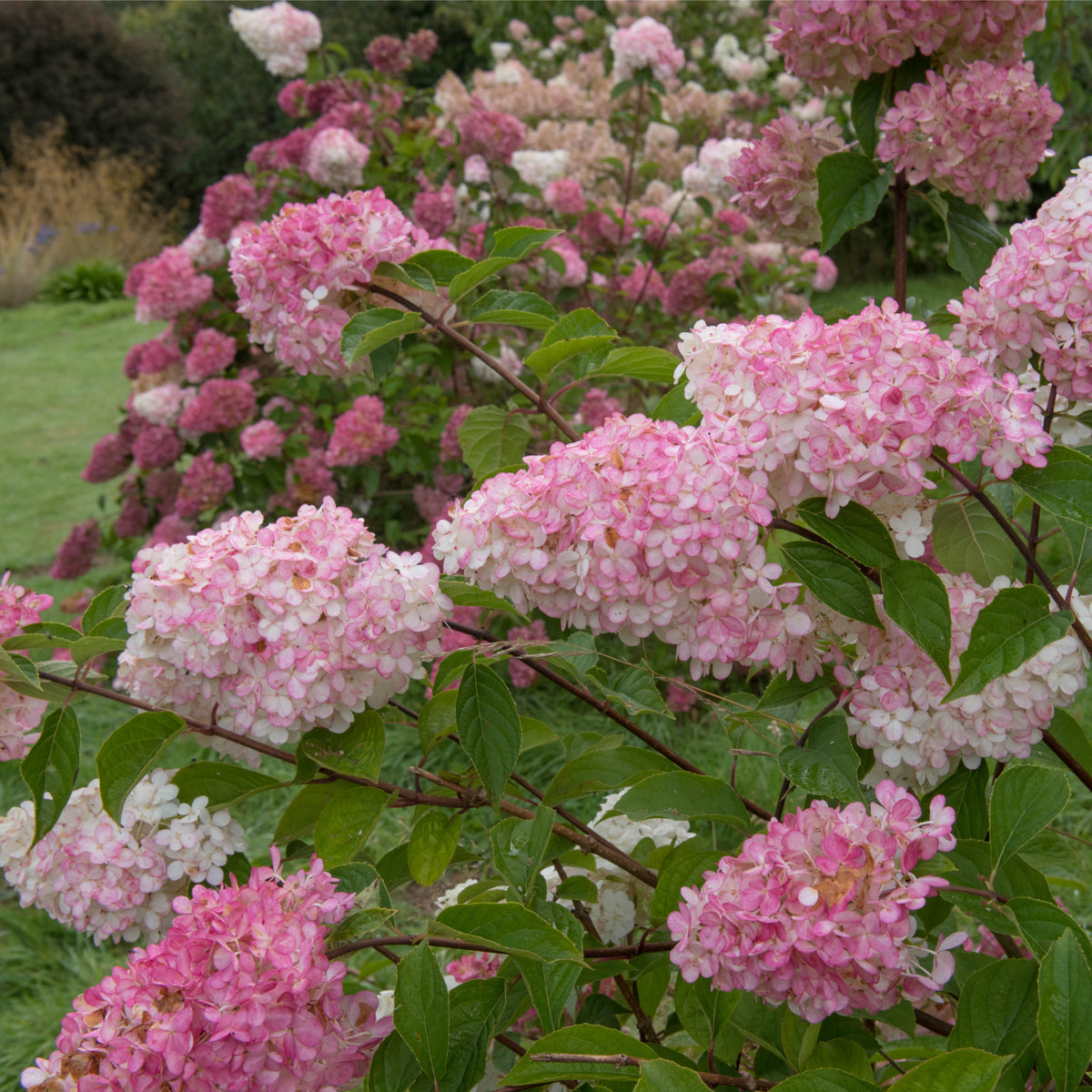 Clusters of pink and white Hydrangea paniculata &#39;Vanille Fraise&#39; (9cm / 2L / 3L) bloom on green stems, surrounded by other deciduous shrub hydrangeas and a grassy landscape in the background.