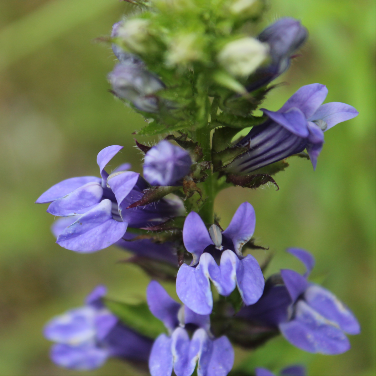 Close-up of Lobelia × speciosa &#39;Fan Blue&#39; 1.5L, showing clusters of perennial purple-blue tubular flowers with dark green leaves along the central stem, set against a soft, green background.
