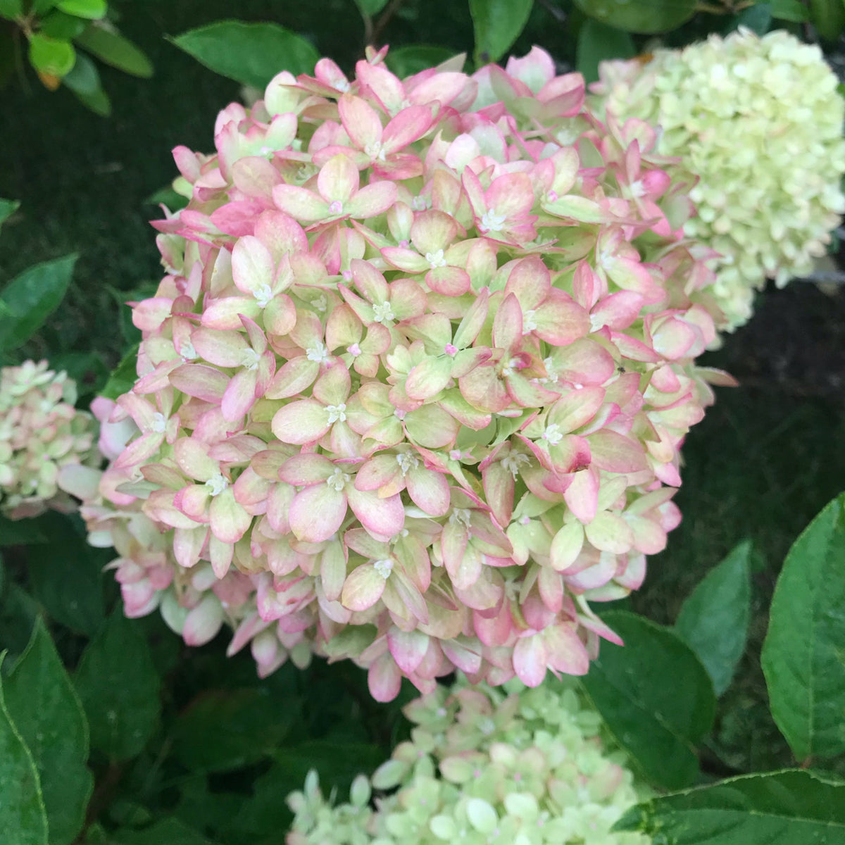 Hydrangea paniculata &#39;Little Lime&#39; 3L / 5L