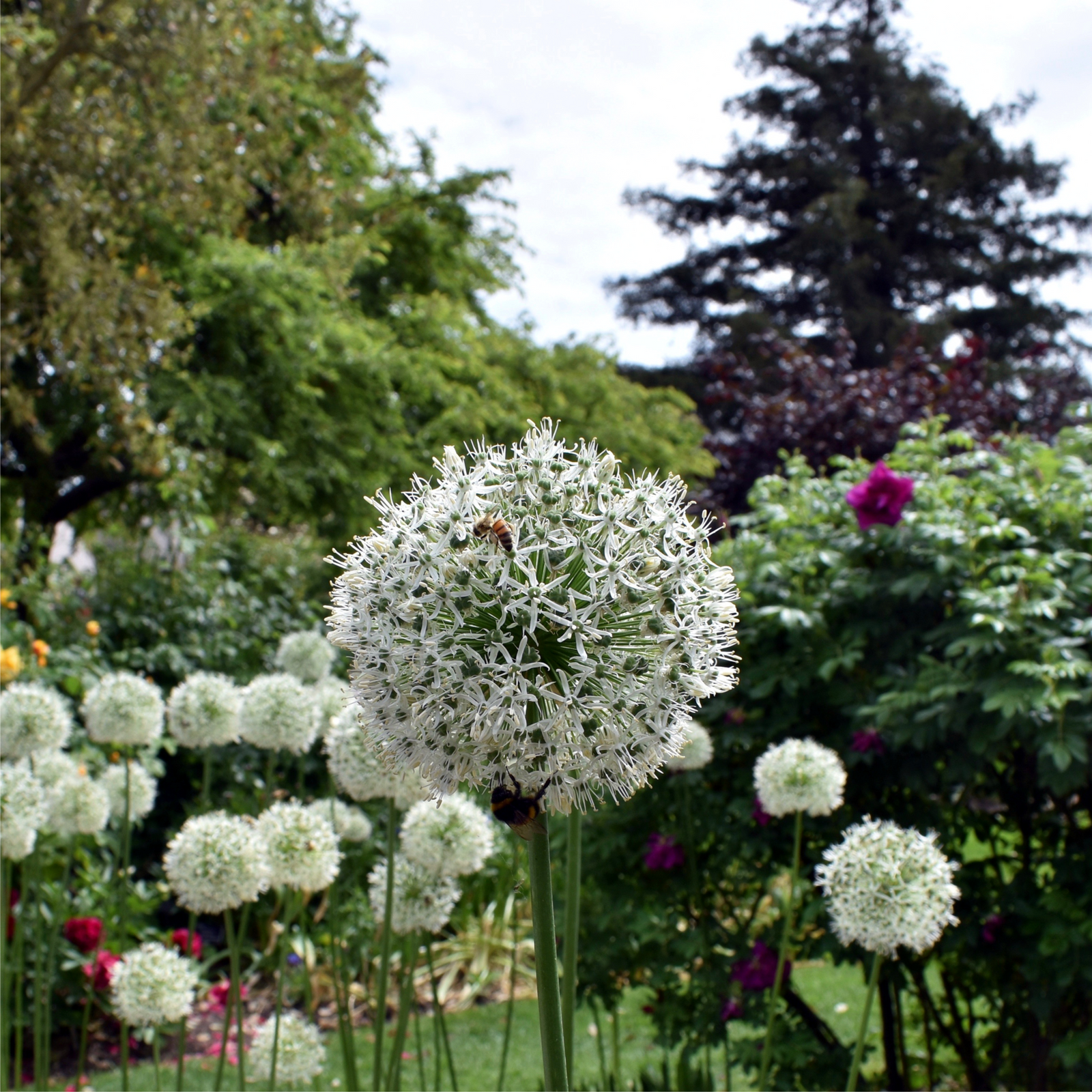 Allium 'Mount Everest' 2L