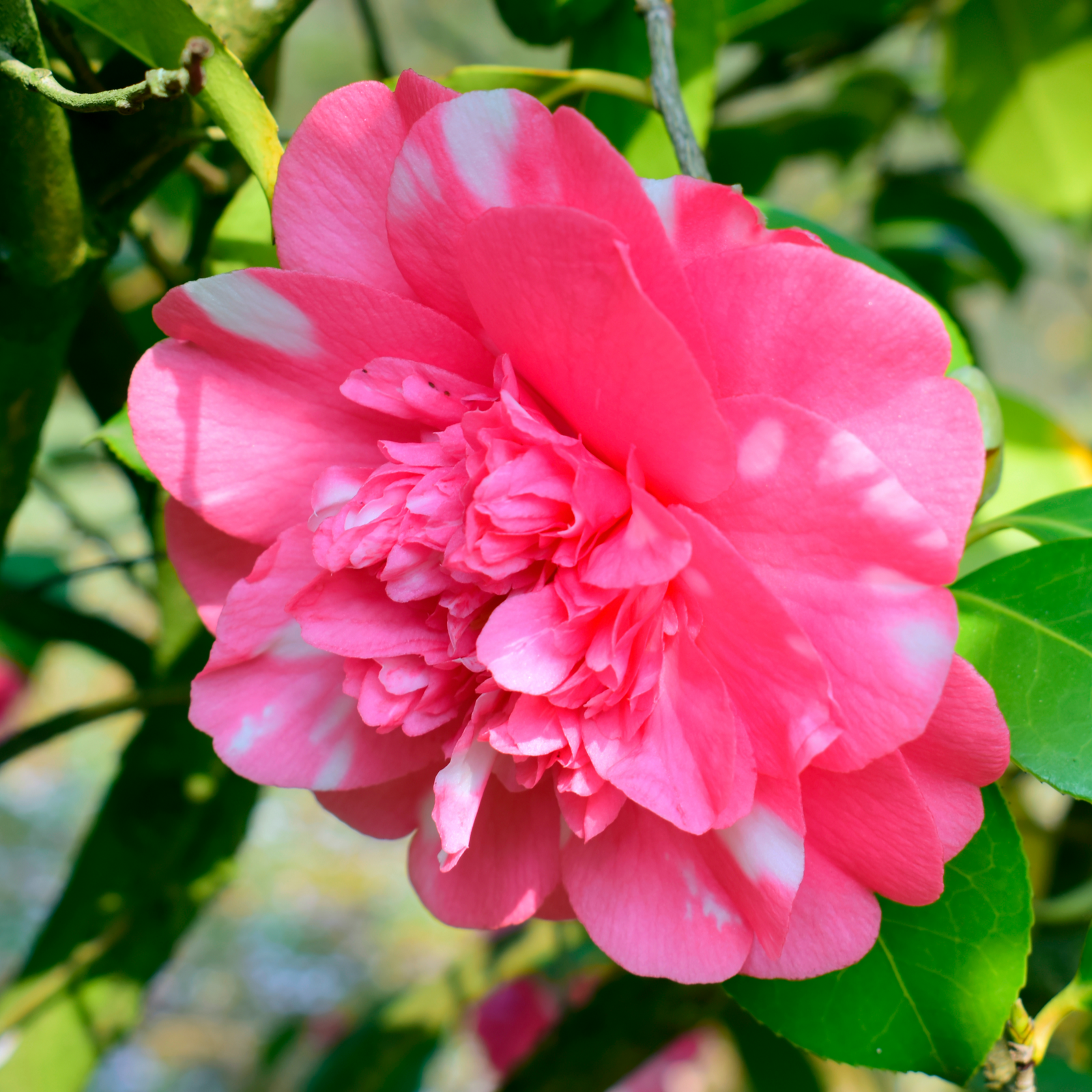 A close-up of Camellia japonica Debbie (9cm/2L) shows its vibrant pink petals with white streaks and glossy leaves, flourishing as a colorful winter plant with sunlight filtering through the foliage.
