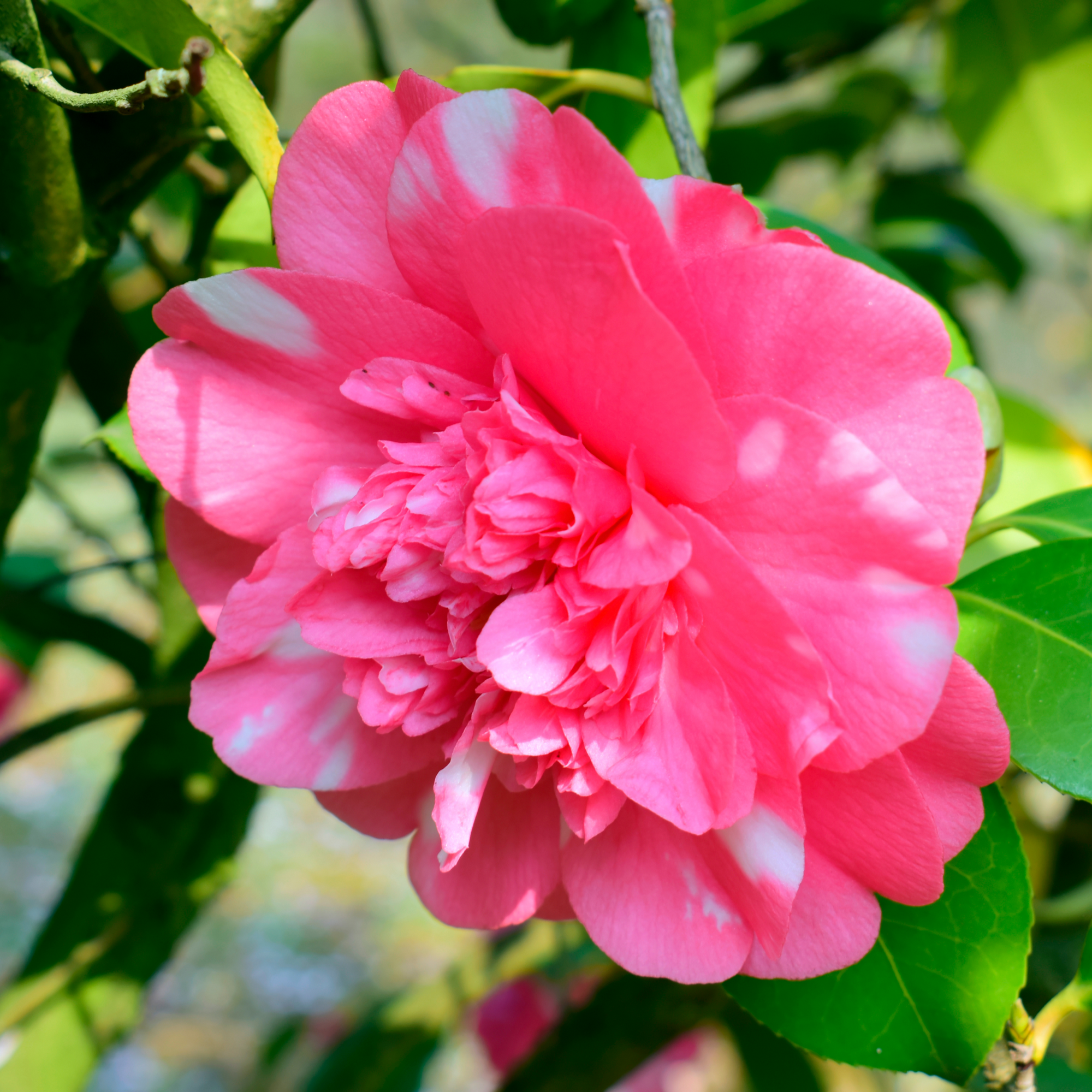 Camellia japonica Debbie 60cm