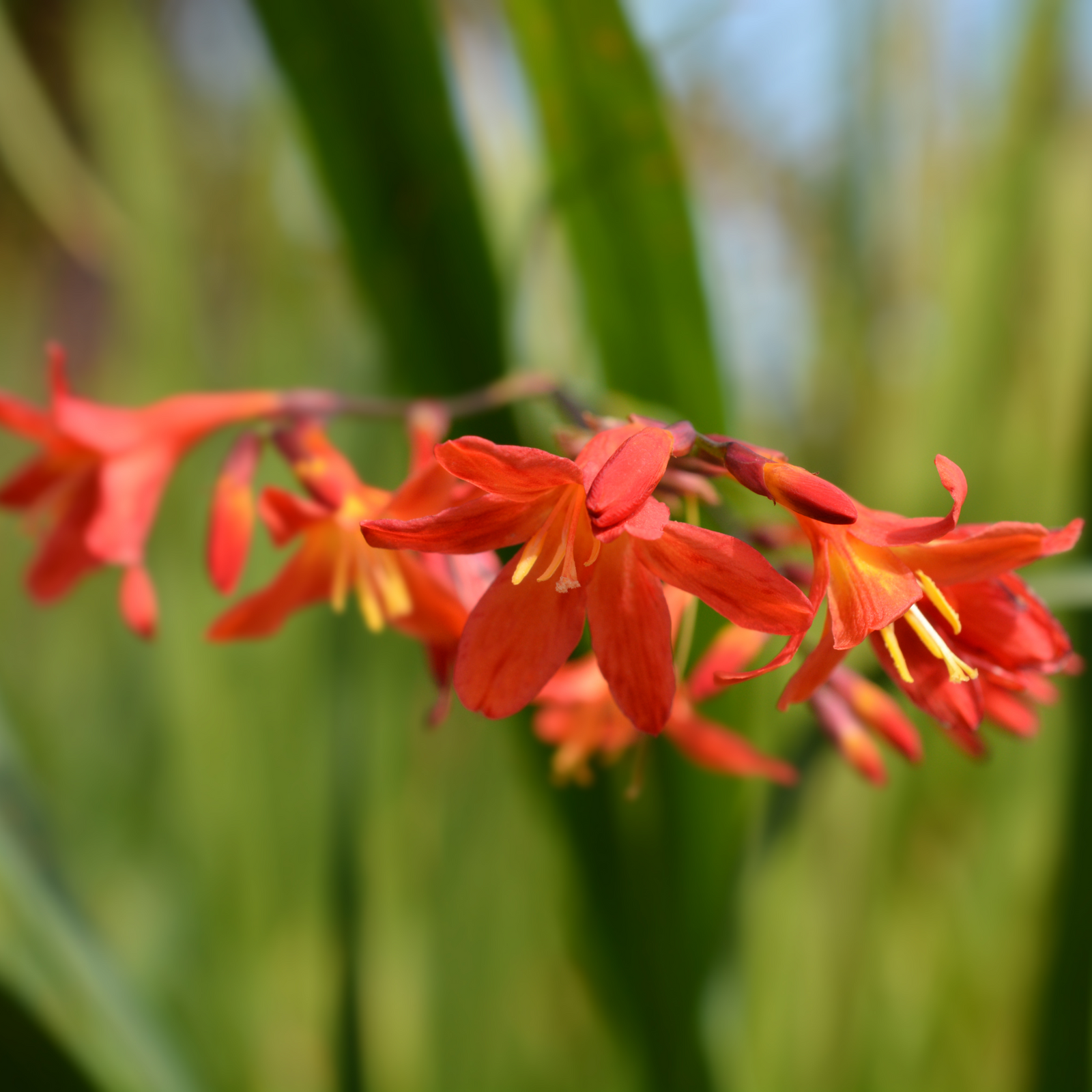 Crocosmia 'Carmine Brilliant' 9cm/2L