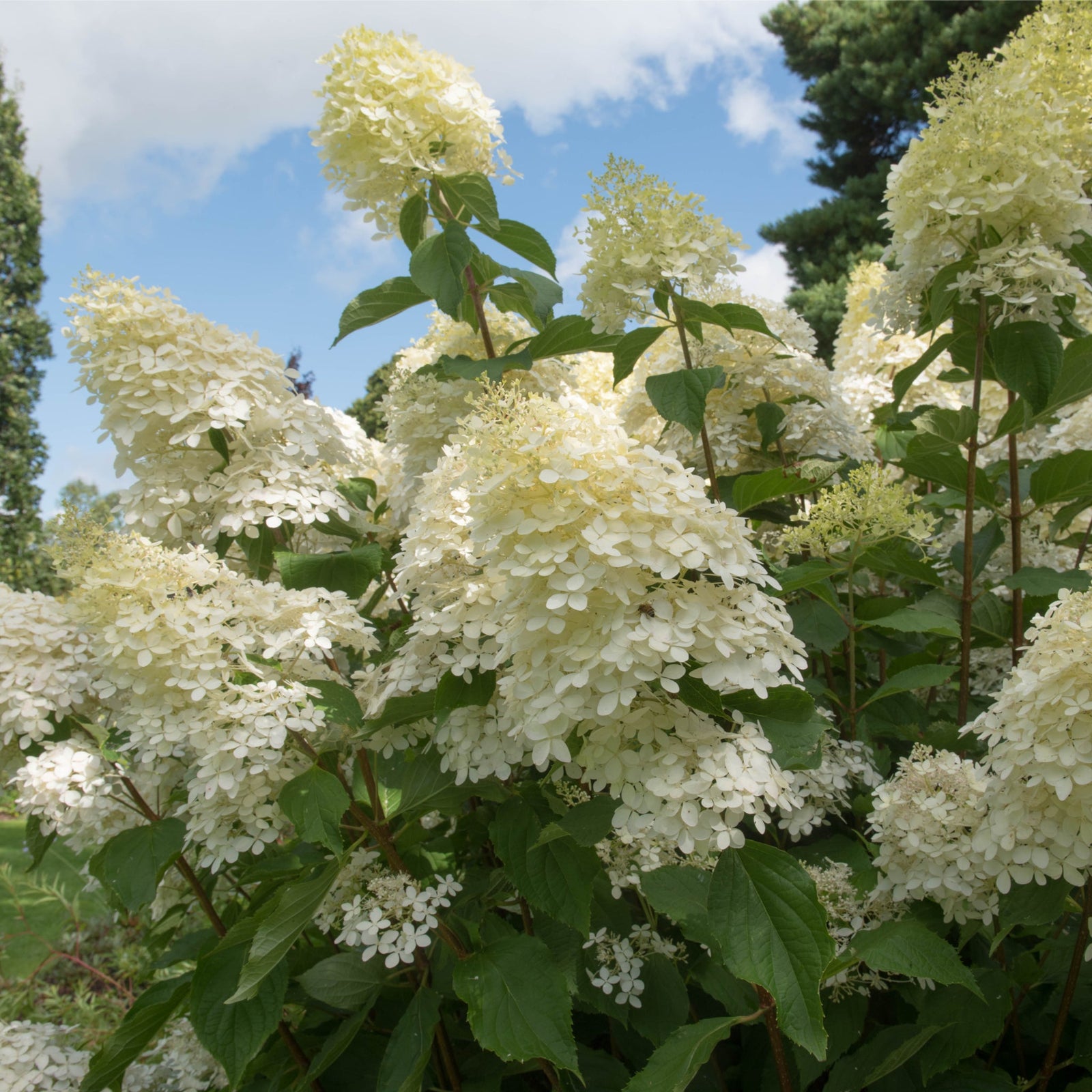Hydrangea paniculata Grandiflora 1/2L/10L