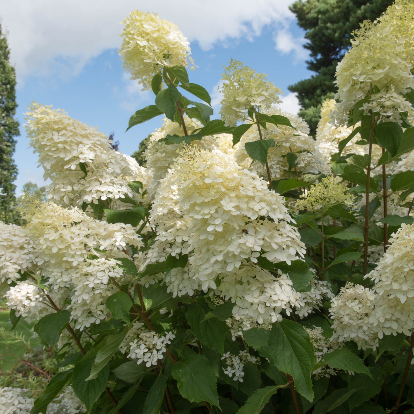 Hydrangea paniculata Phantom 1L (30-40cm inc. pot) features large, creamy white flower panicles on green leafy stems, bringing elegance and charm to any garden setting.