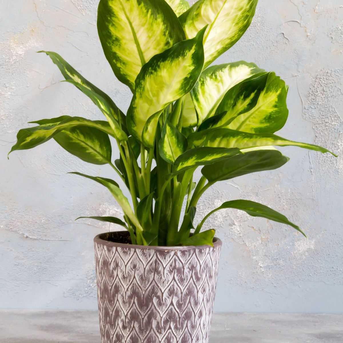 The Dieffenbachia Camilla 30-35cm, an air-purifying houseplant with variegated green foliage, sits in a patterned gray pot on a matching surface, bringing style and freshness to any room against a textured light gray wall.