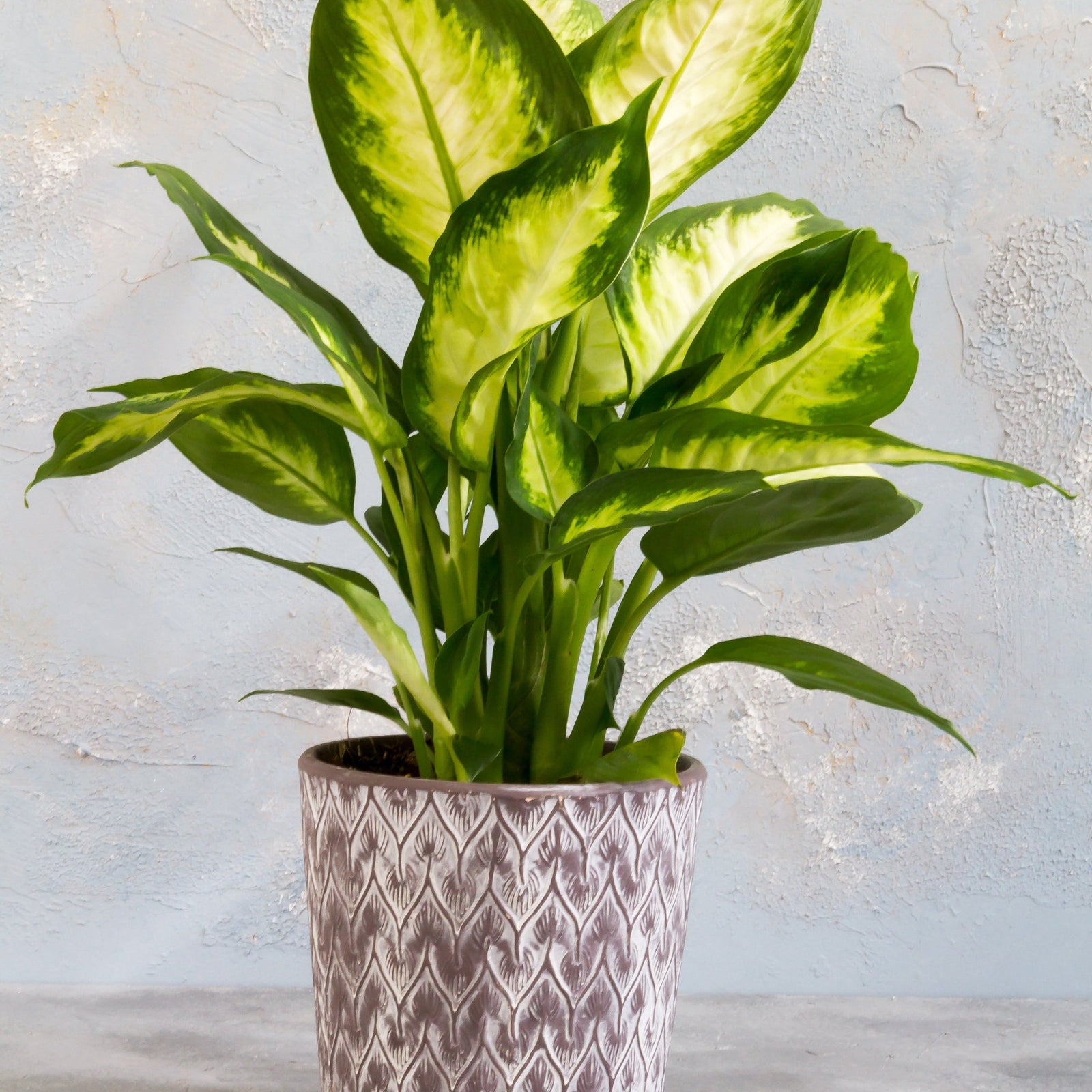 The Dieffenbachia Camilla 30-35cm features broad green and yellow variegated leaves, set in a beige pot with vertical white lines—an ideal low-maintenance houseplant for any home decor.