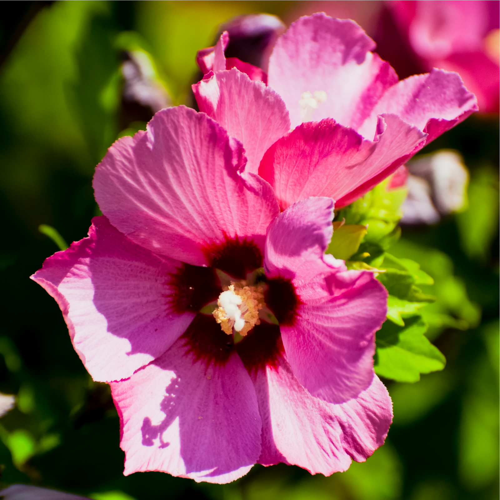 A close-up of Hibiscus syriacus 'Woodbridge' 1.5L shows its vibrant pink petals, deep red center, and white pollen, with green leaves and blurred foliage in sunlight, highlighting its late summer flowering beauty.