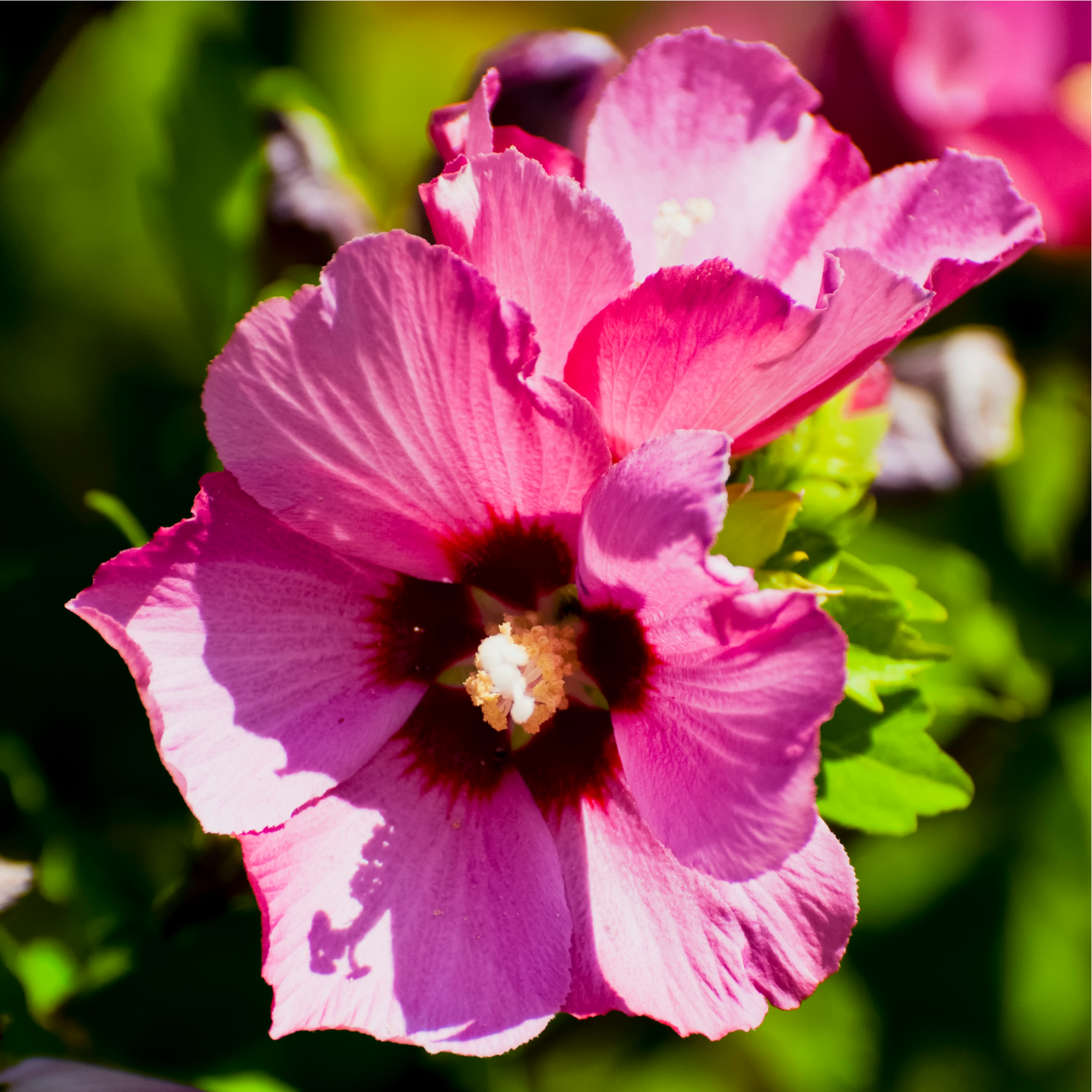 Hibiscus syriacus 'Woodbridge'