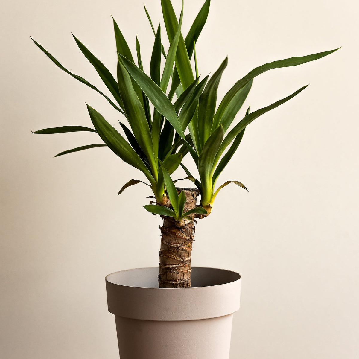 The Yucca elephantipe 40-45cm features long, pointed green leaves on a thick stem in a simple light beige pot—low maintenance and ideal for modern homes—set against an off-white background.