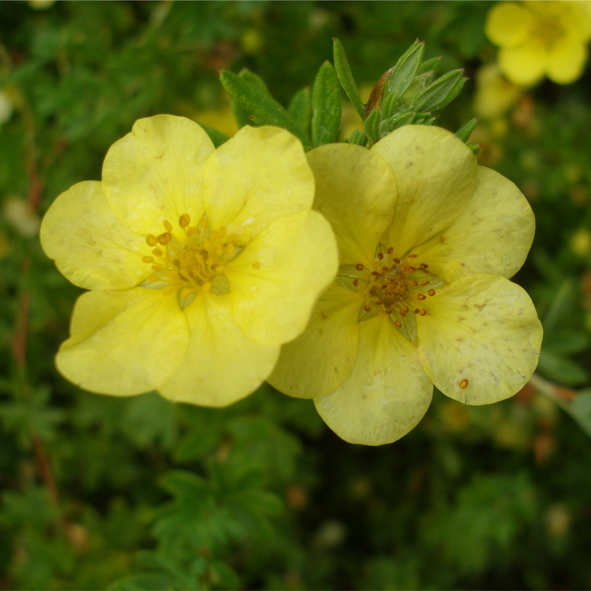 Potentilla fruticosa &#39;Katherine Dykes&#39; 1L