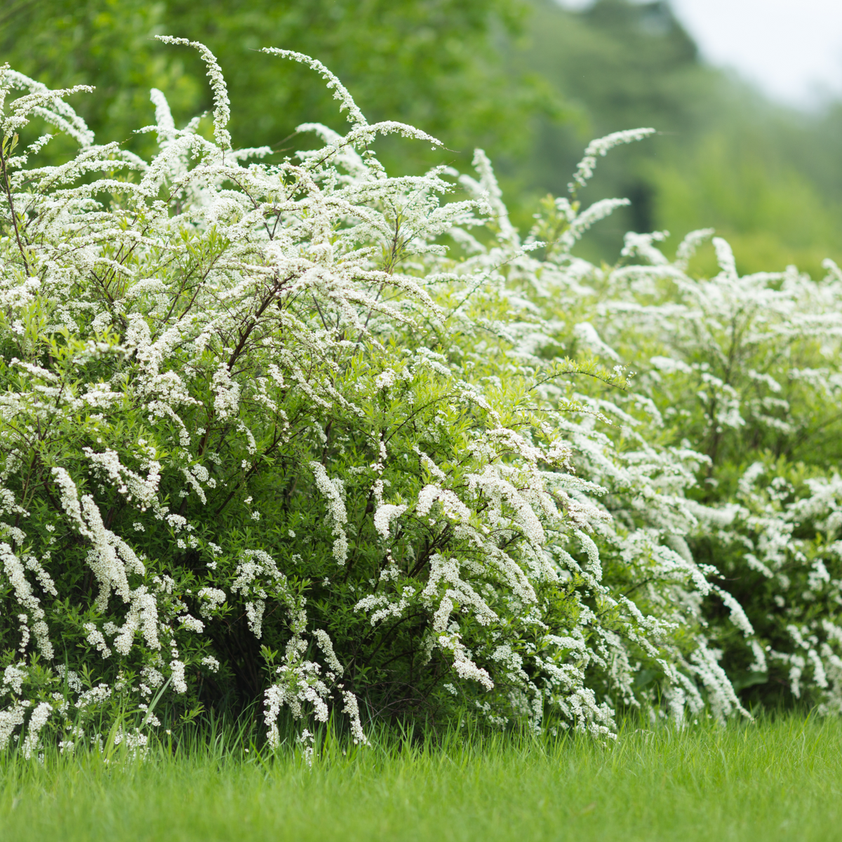 The Spiraea x cinerea &#39;Grefsheim&#39; 5L is a dense green shrub, bee-friendly and covered in clusters of small white flowers, flourishing in grassy areas with vibrant green foliage on a bright day.