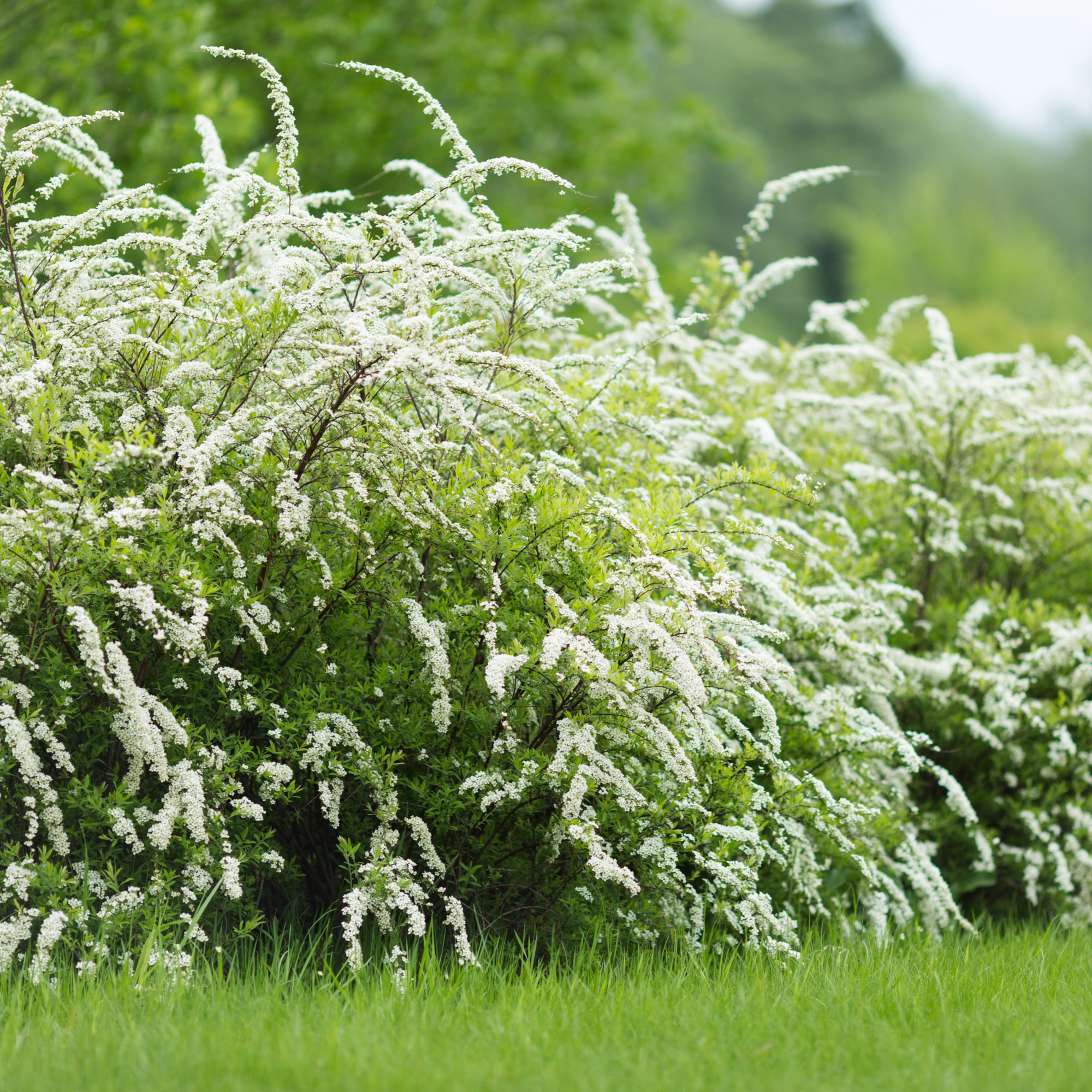 Spiraea x cinerea 'Grefsheim' 5L