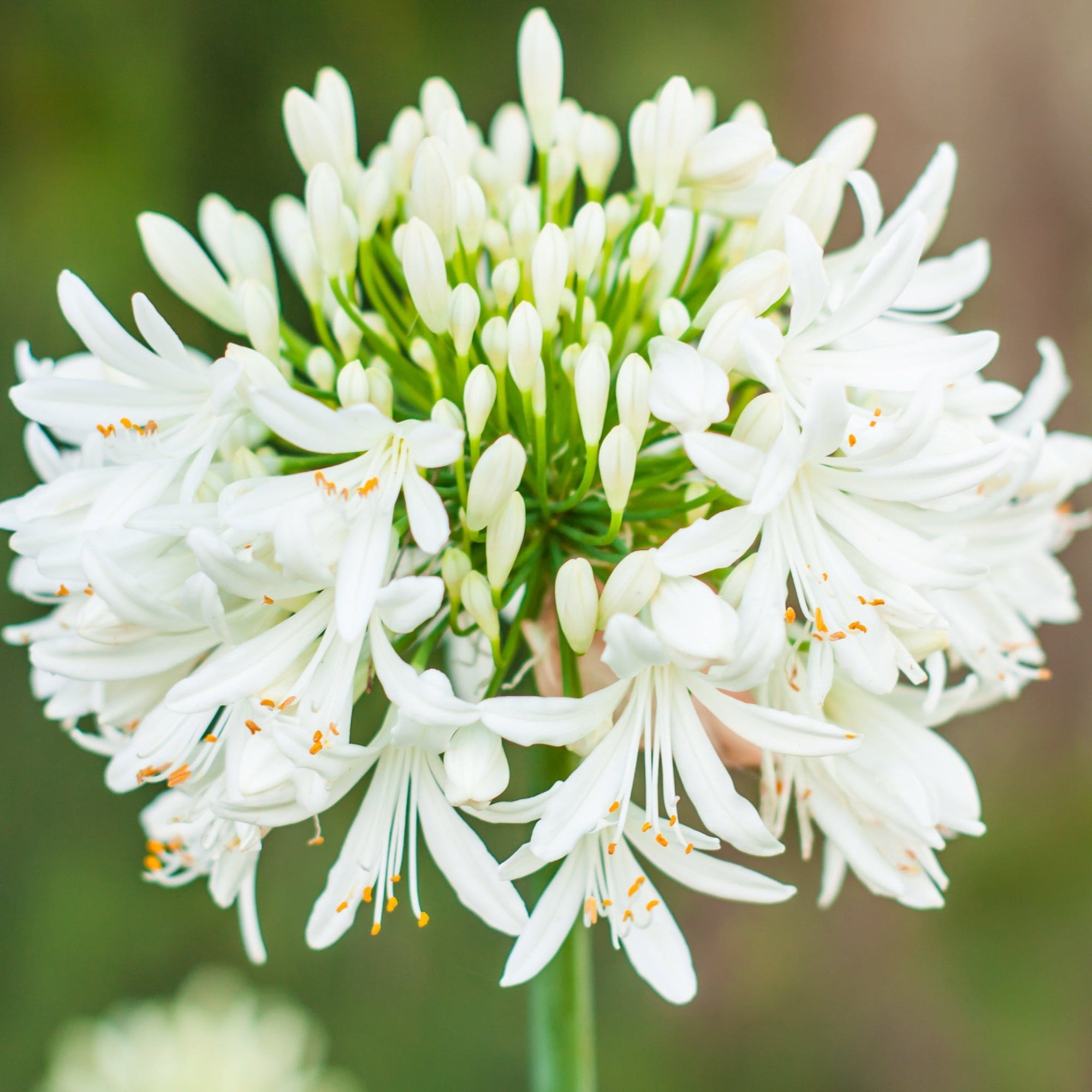 Agapanthus 'Africanus' - African Lily  (White)  1.5L