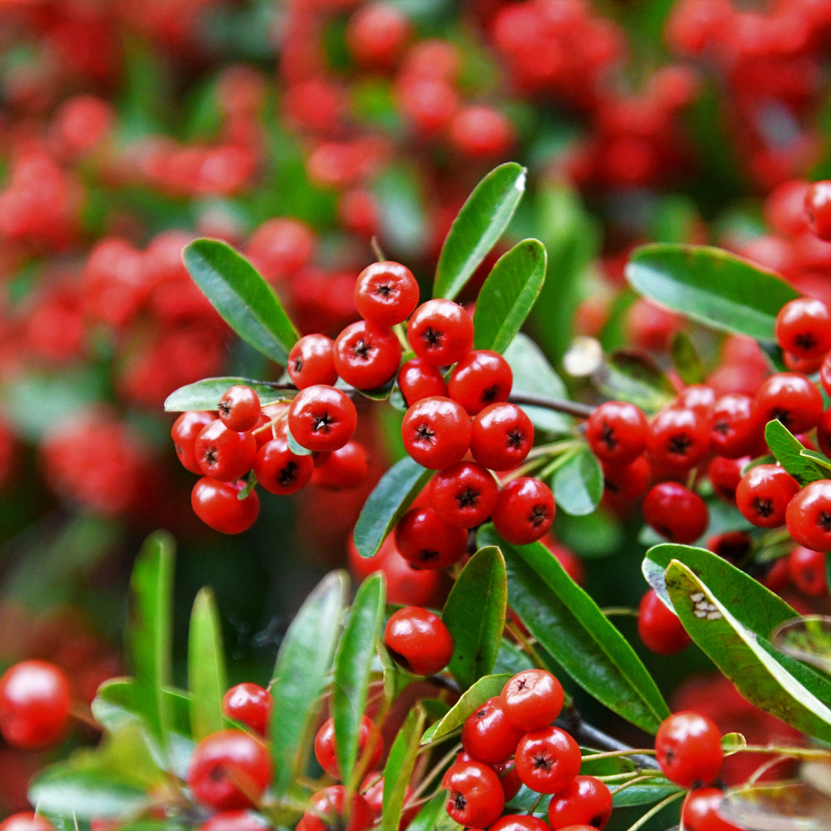 Clusters of bright red berries grow among glossy green leaves on the Pyracantha coccinea &#39;Red Column&#39; 1L/2L, an evergreen shrub, with more berries and foliage softly blurred in the background.