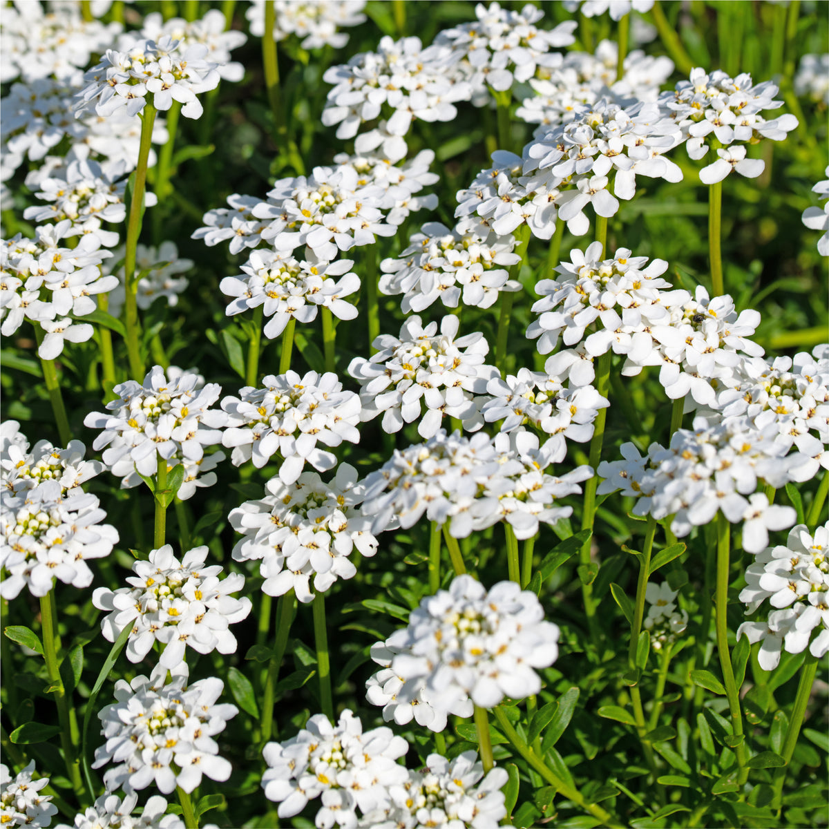 Iberis sempervirens &#39;Fishbeck&#39; 2L is an evergreen perennial with dense clusters of delicate white flowers above green foliage, creating a vibrant spring display in sunny gardens.